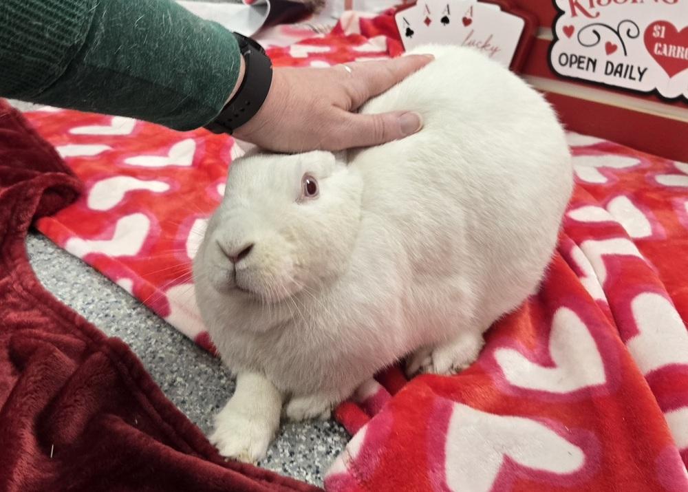 Enlarge Blanche, a Adoptable New Zealand in Westford, MA image 1/6