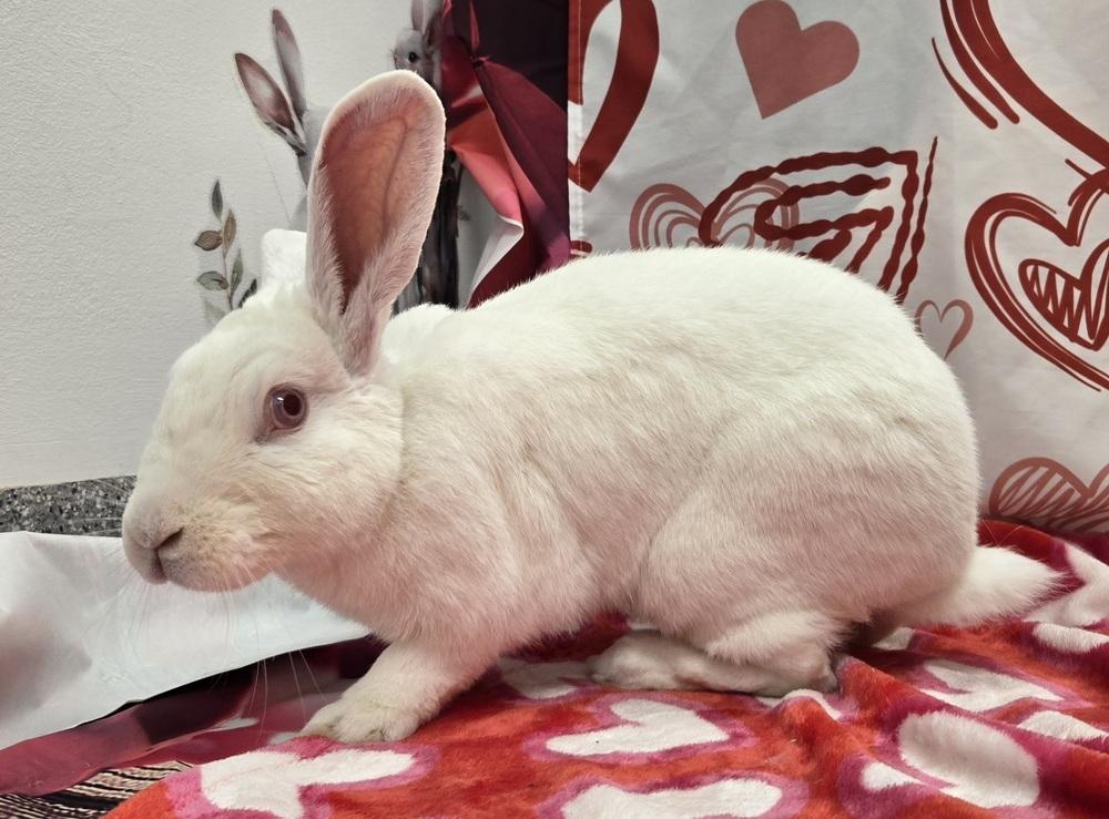 Enlarge Blanche, a Adoptable New Zealand in Westford, MA image 2/6