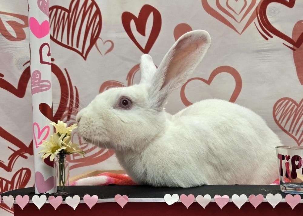 Enlarge Blanche, a Adoptable New Zealand in Westford, MA image 4/6