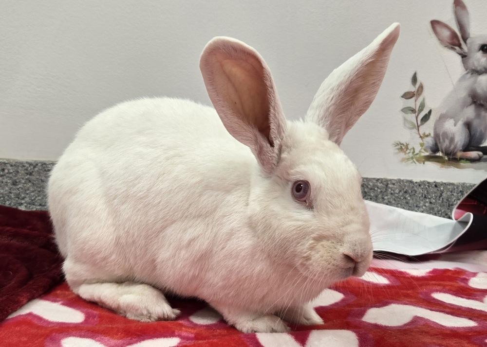 Enlarge Blanche, a Adoptable New Zealand in Westford, MA image 5/6