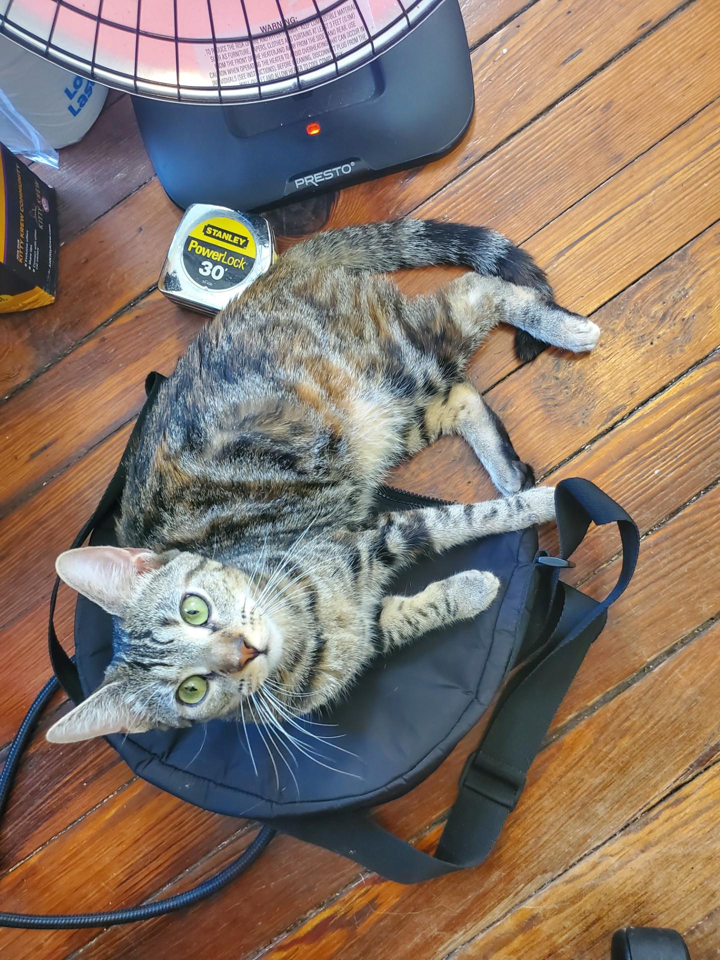 Tabitha, Young Female unknown