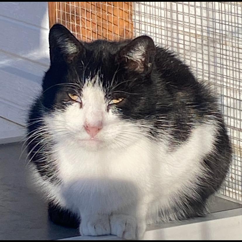 Enlarge Igor, a Adoptable Domestic Short Hair in Sheridan, WY image 1/1