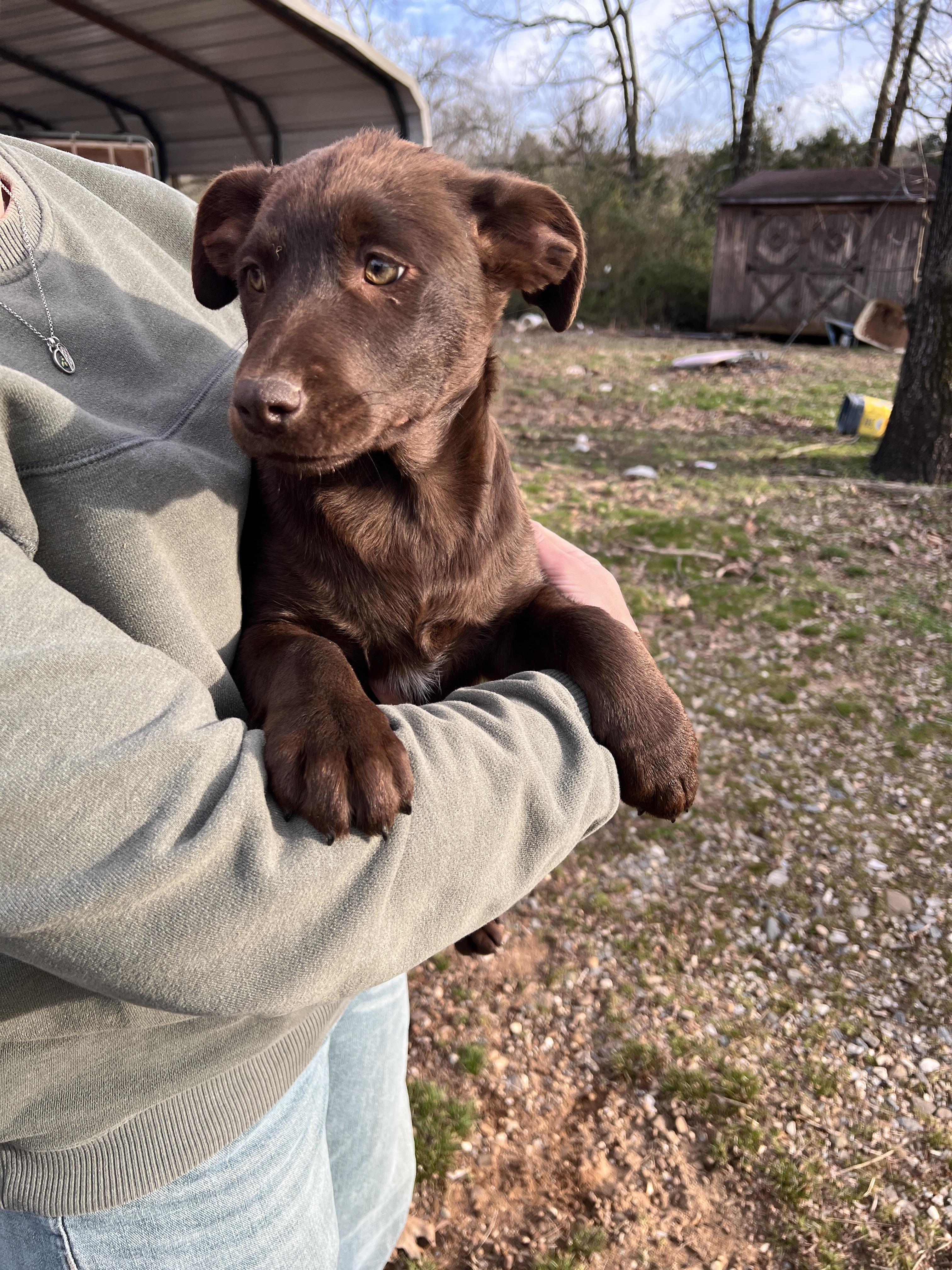 coco, Adopted, Puppy Female Labrador Retriever & Australian Shepherd.