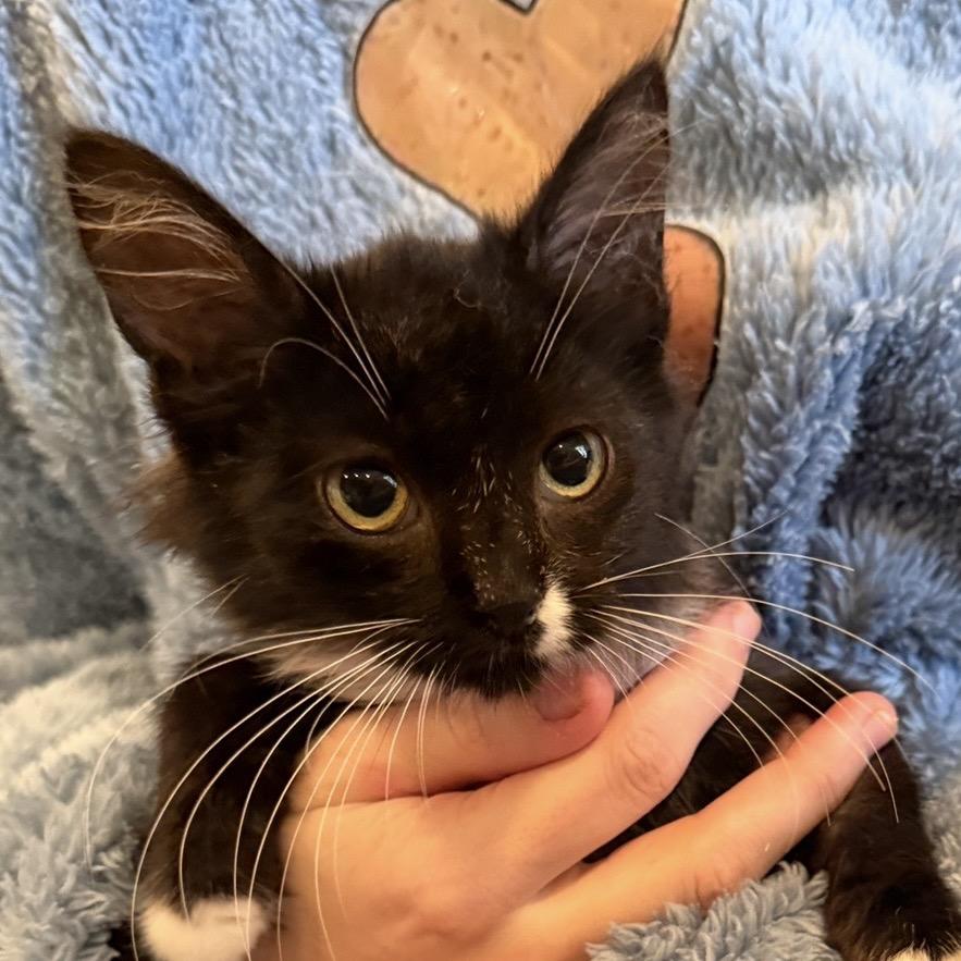 Coco Chanel, a Adoptable Domestic Medium Hair in Peyton, CO image 3/4