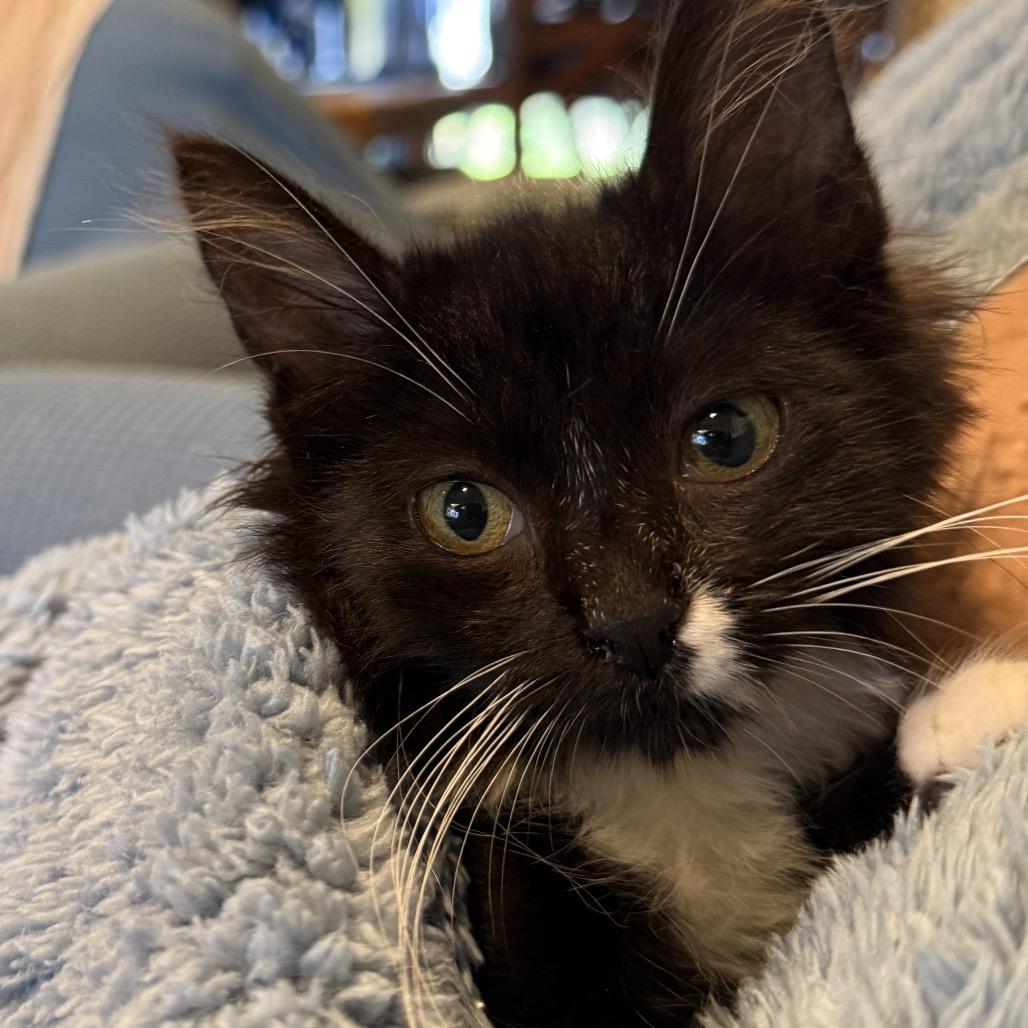 Coco Chanel, a Adoptable Domestic Medium Hair in Peyton, CO image 4/4