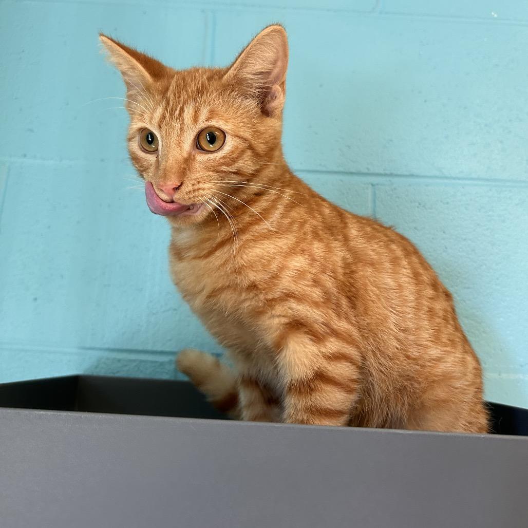 Enlarge Sheetz, a Adoptable Domestic Short Hair in Roxboro, NC image 1/5