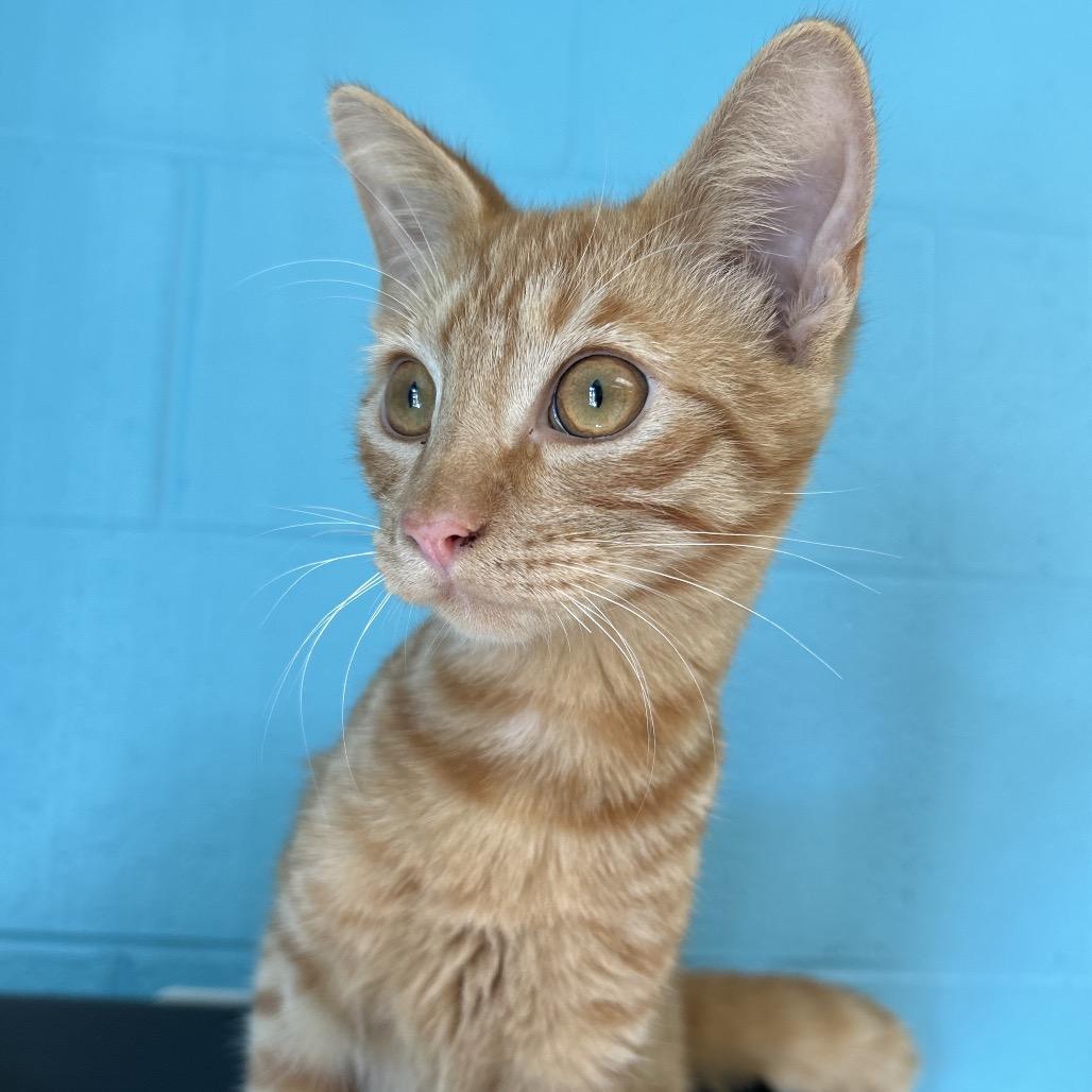 Enlarge Sheetz, a Adoptable Domestic Short Hair in Roxboro, NC image 2/5