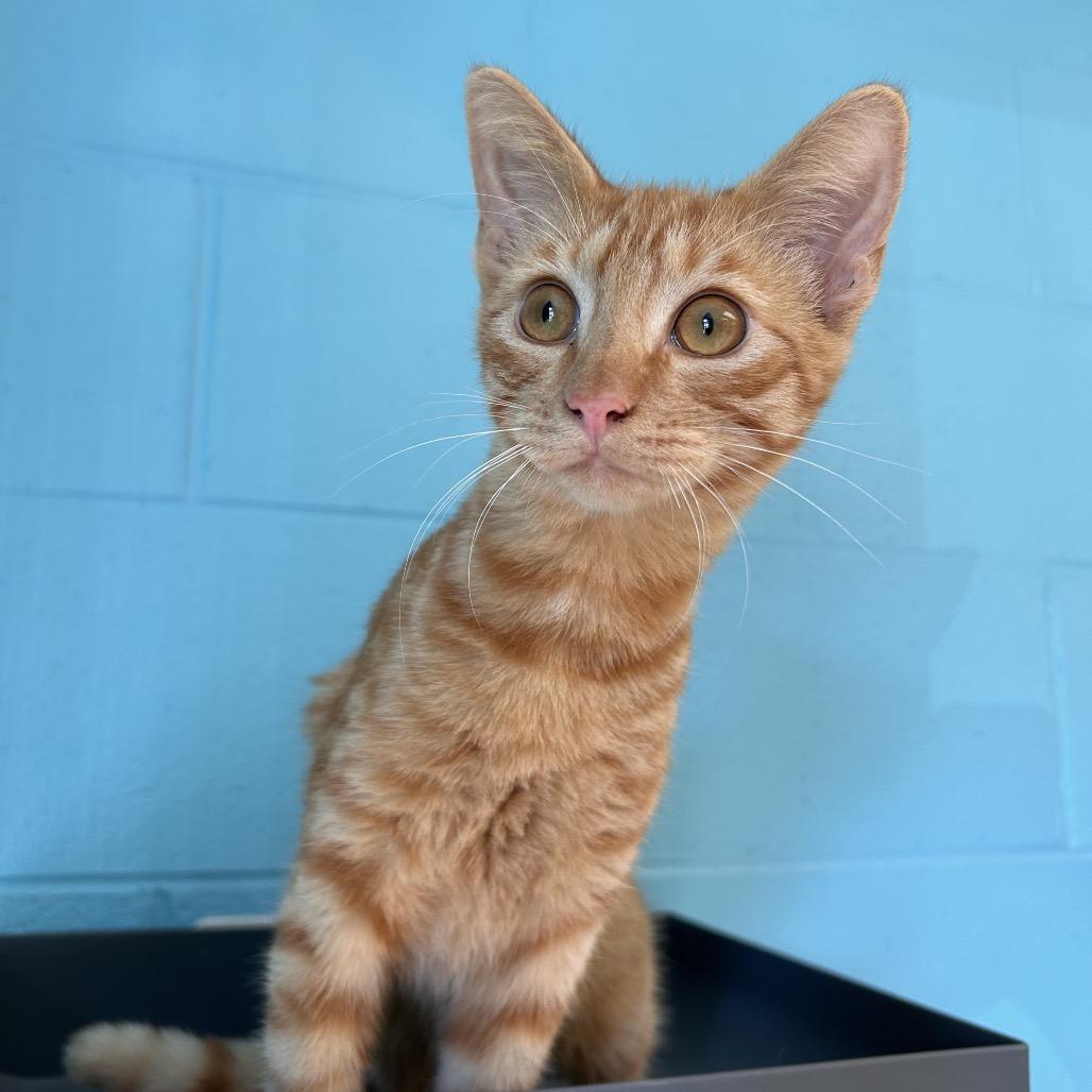 Enlarge Sheetz, a Adoptable Domestic Short Hair in Roxboro, NC image 3/5