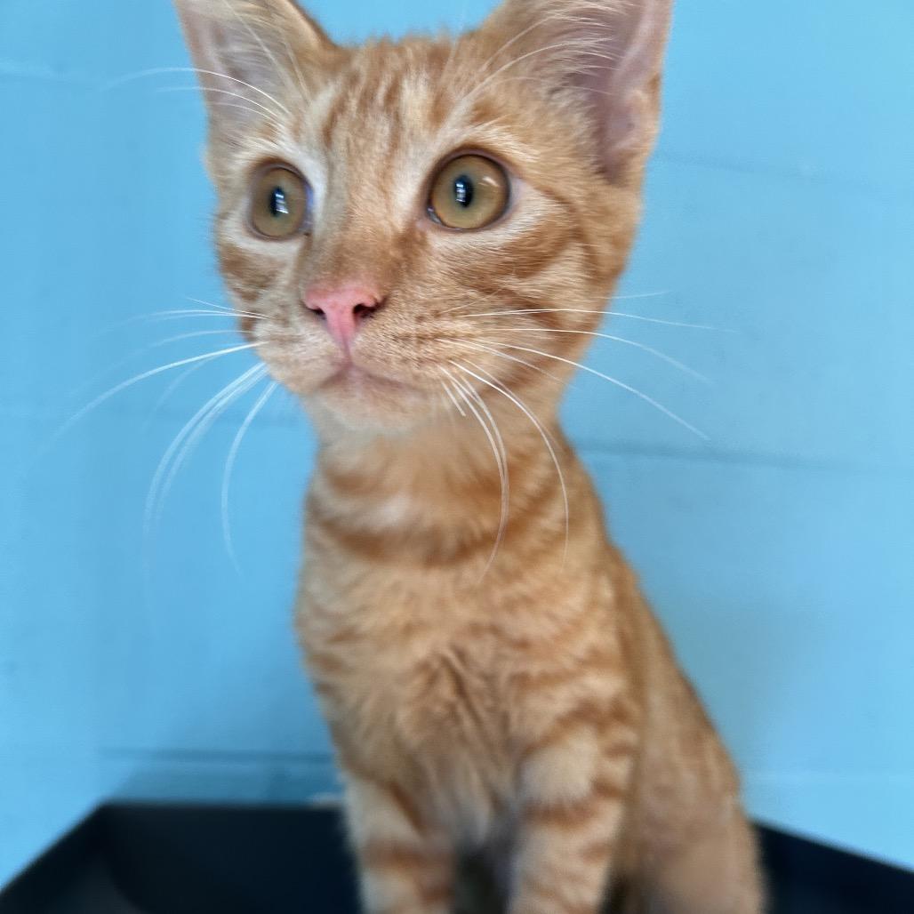 Enlarge Sheetz, a Adoptable Domestic Short Hair in Roxboro, NC image 4/5