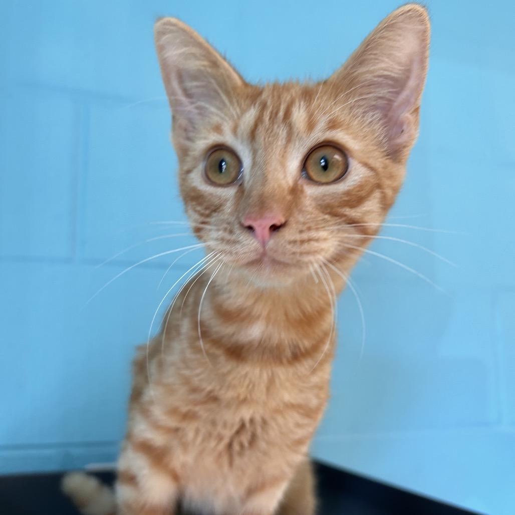 Enlarge Sheetz, a Adoptable Domestic Short Hair in Roxboro, NC image 5/5