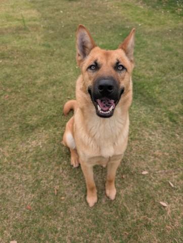 TAURUS, Adoptable, Young Male German Shepherd Dog & Mixed Breed.