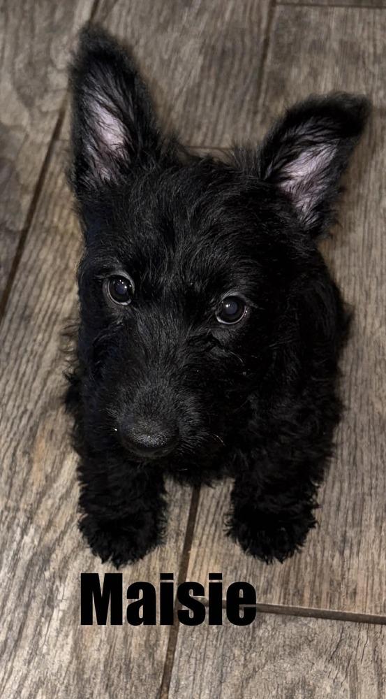 Enlarge Maisie, a Adoptable Scottish Terrier in harrison city, PA image 1/1