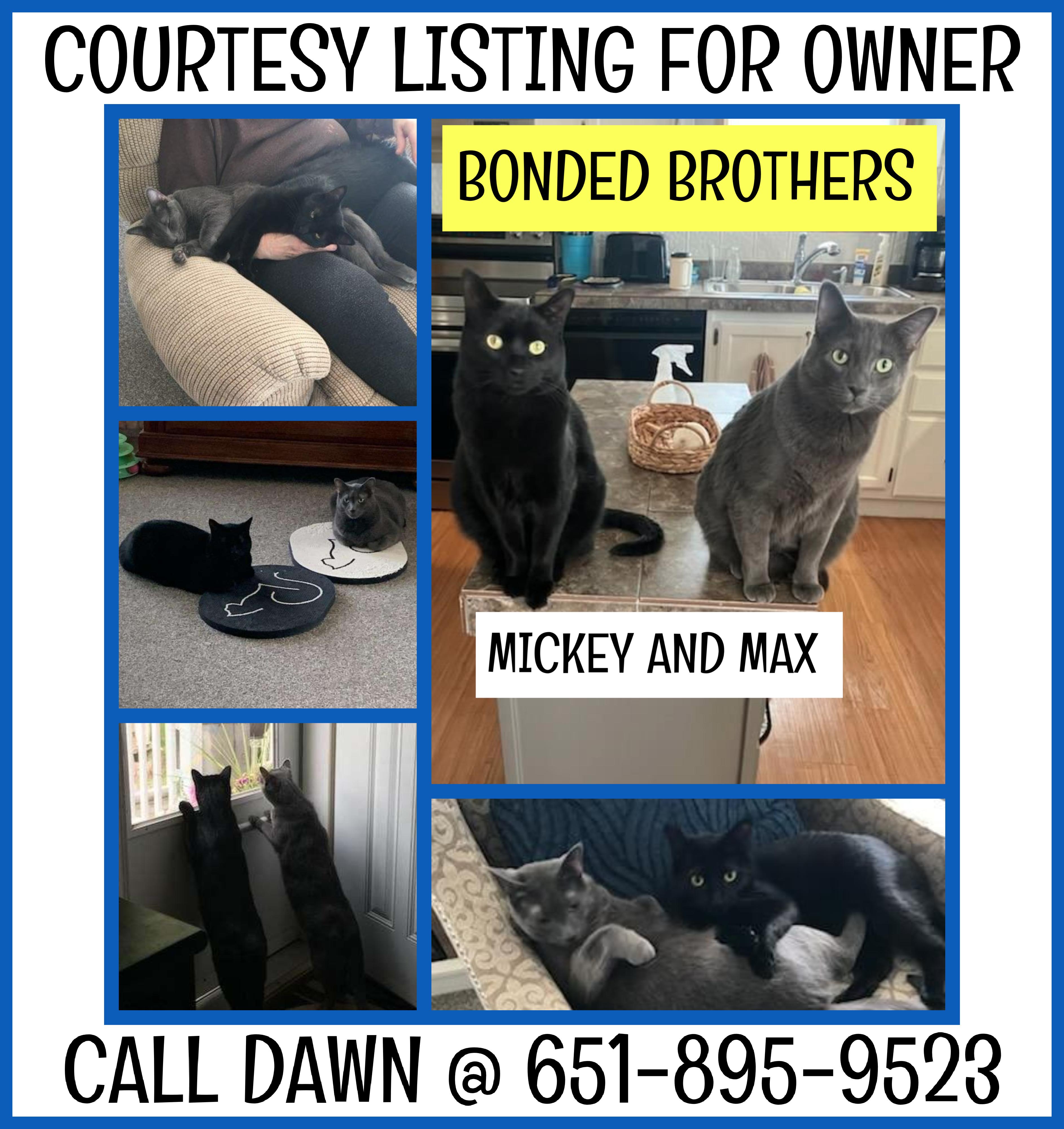 Max & Mickey (BONDED BROTHERS) - COURTESY LISTING, an adoptable Domestic Short Hair in Valley City, ND, 58072 | Photo Image 1