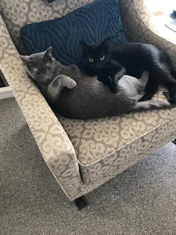 Max & Mickey (BONDED BROTHERS) - COURTESY LISTING, an adoptable Domestic Short Hair in Valley City, ND, 58072 | Photo Image 3