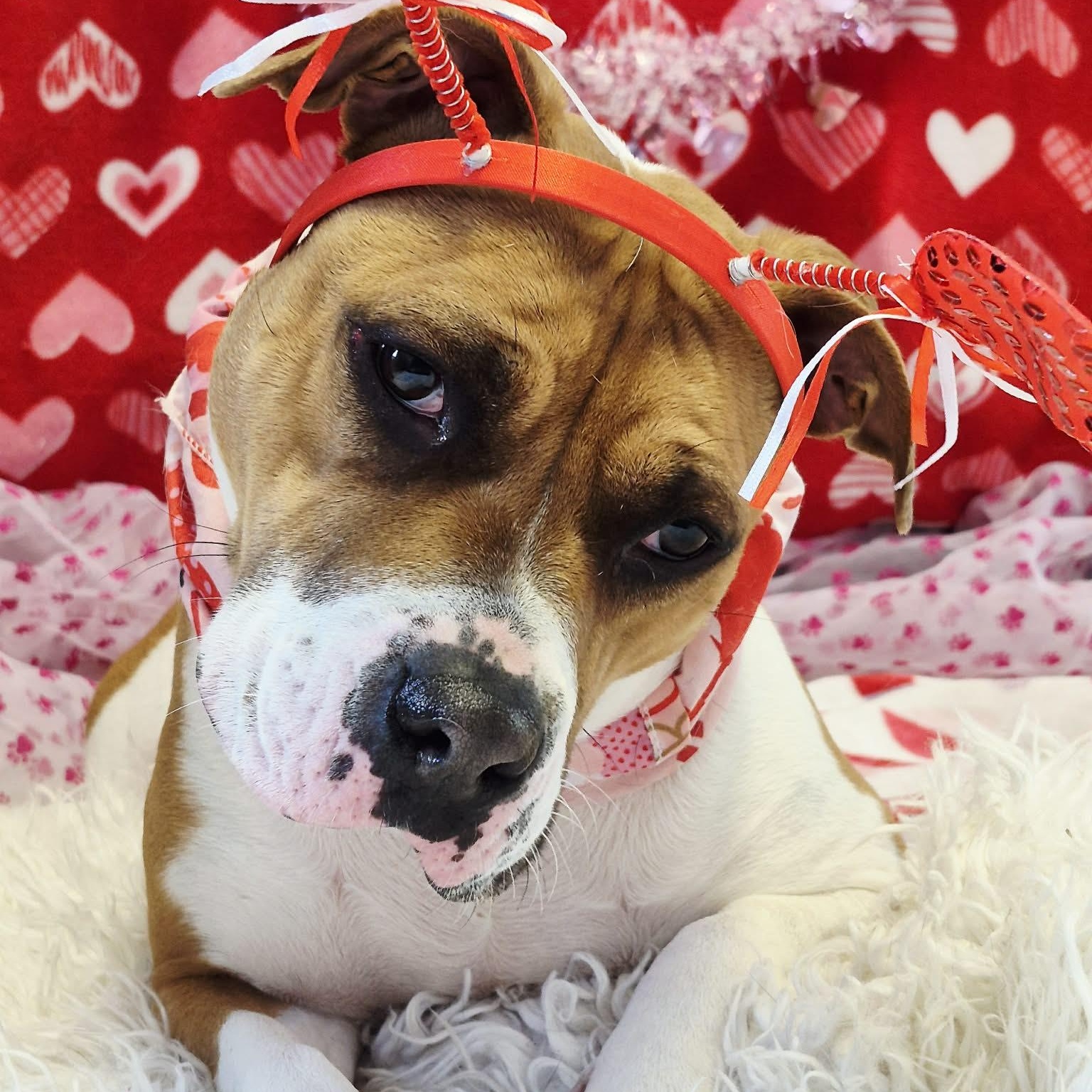 Enlarge Shante, an adoptable American Bulldog in Anderson, IN image 4/4