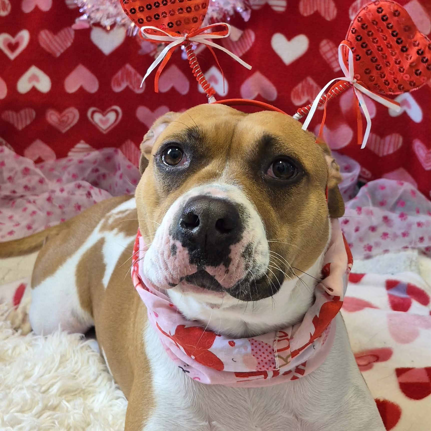 Enlarge Shante, an adoptable American Bulldog in Anderson, IN image 2/4