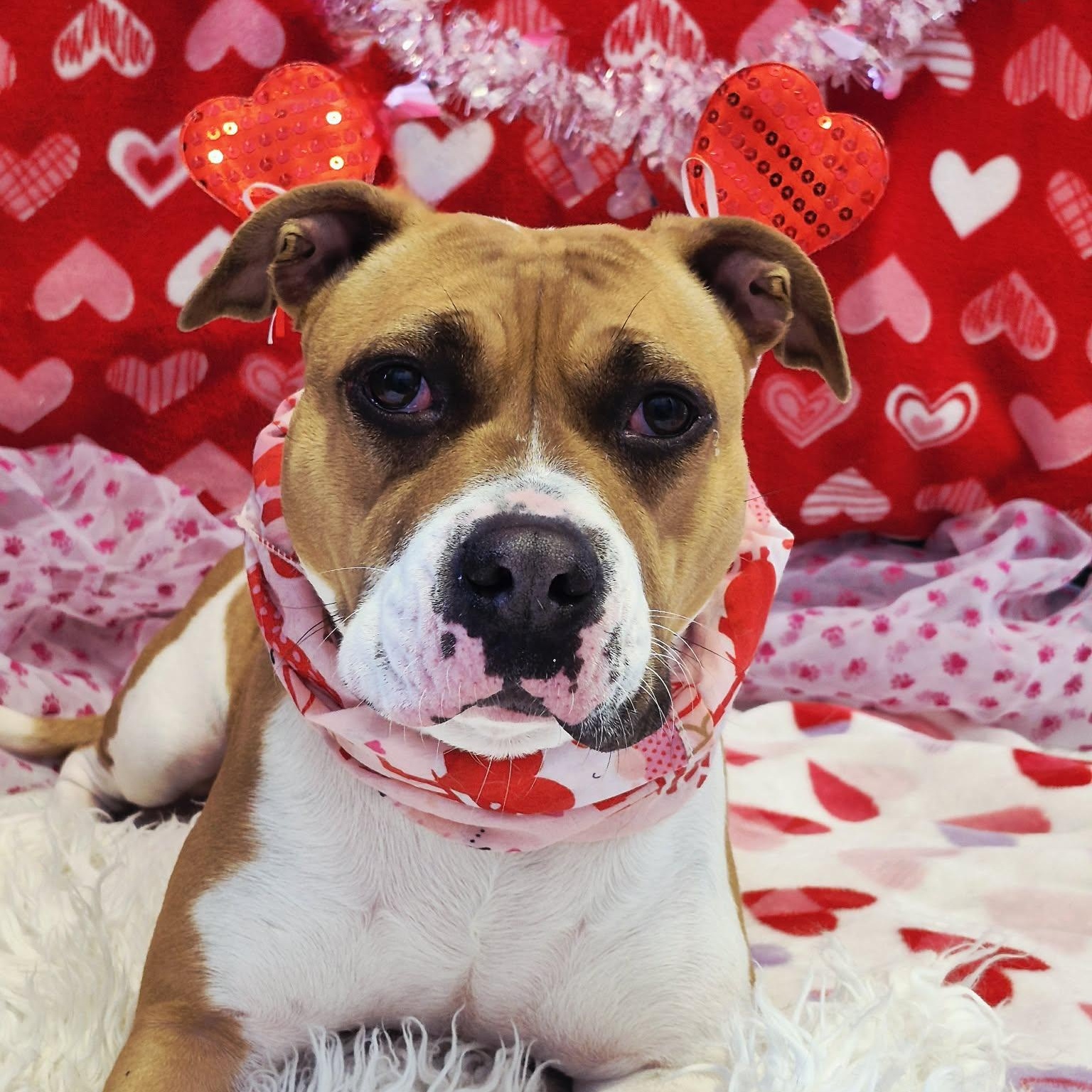 Enlarge Shante, an adoptable American Bulldog in Anderson, IN image 3/4