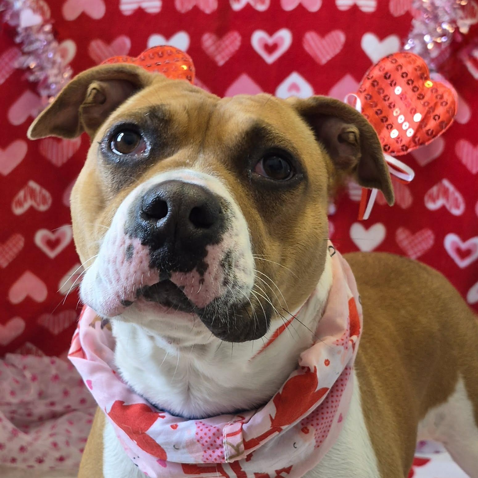 Shante, adoptable, Adult Female American Bulldog.