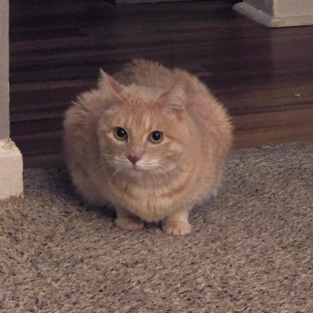 Enlarge Nala, a Adoptable Domestic Short Hair in Middletown, OH image 1/5