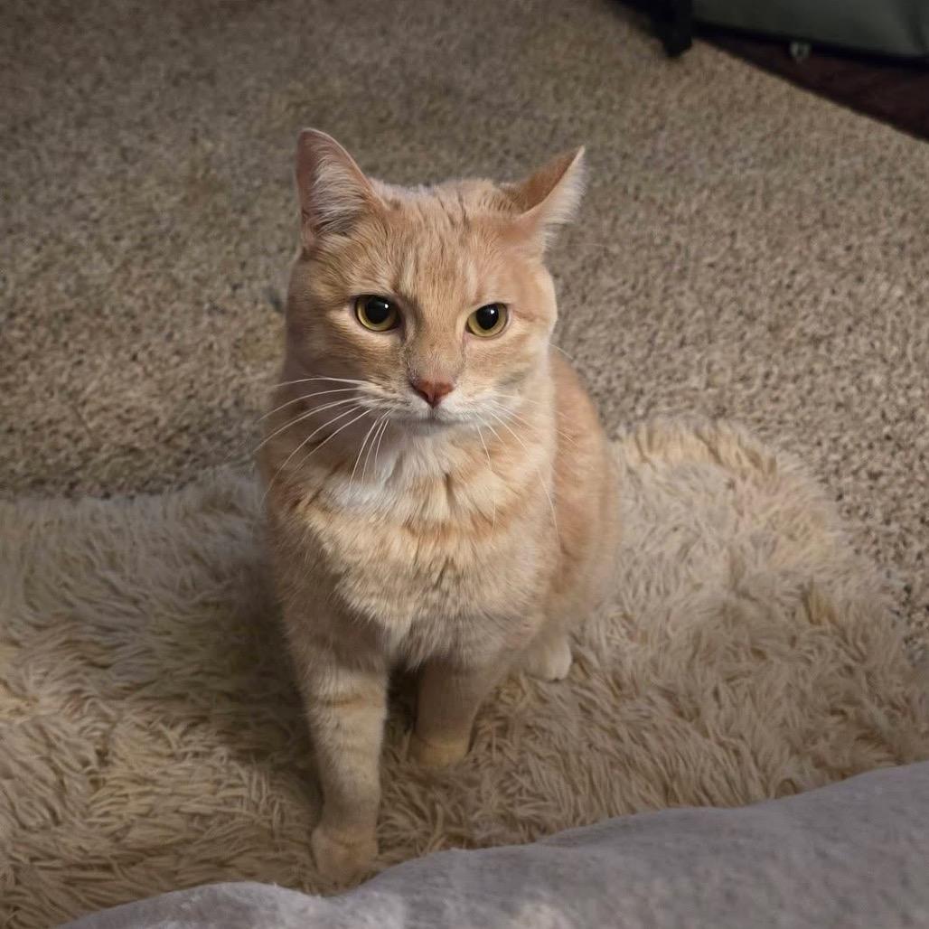 Enlarge Nala, a Adoptable Domestic Short Hair in Middletown, OH image 2/5