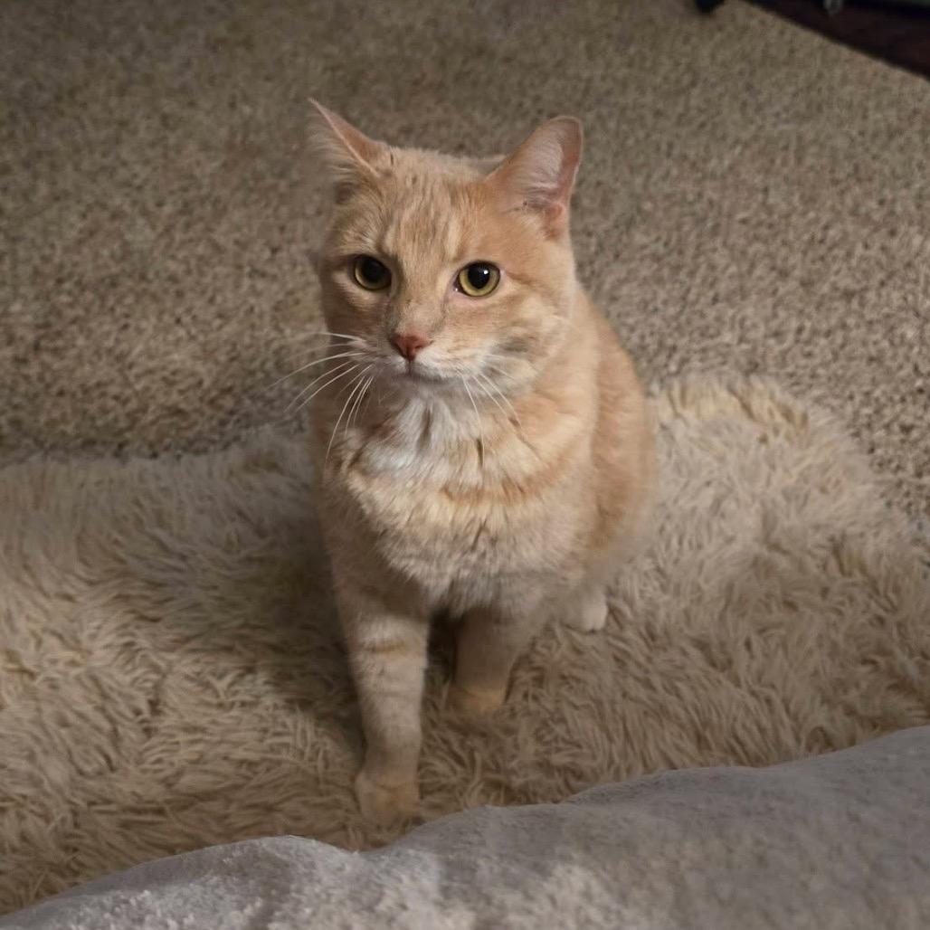 Enlarge Nala, a Adoptable Domestic Short Hair in Middletown, OH image 3/5