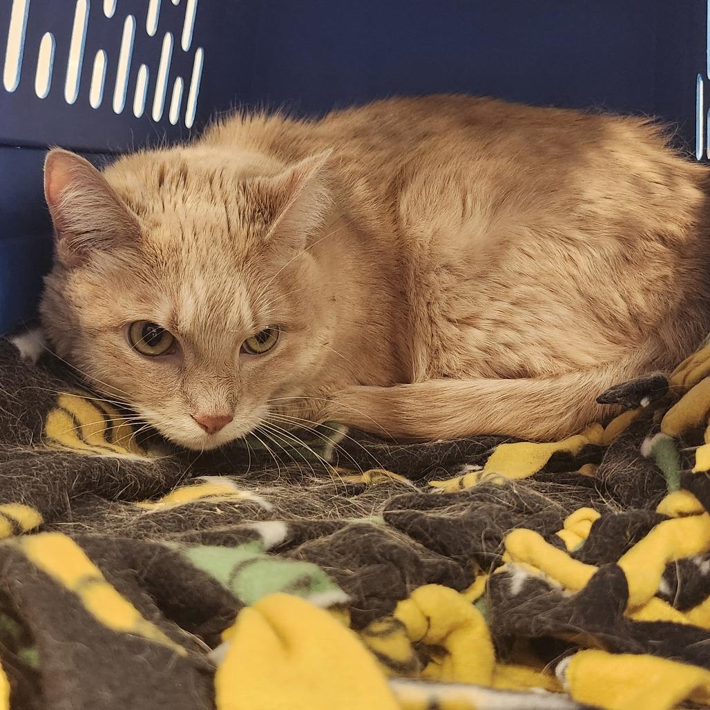 Nala, a Adoptable Domestic Short Hair in Middletown, OH image 2/2