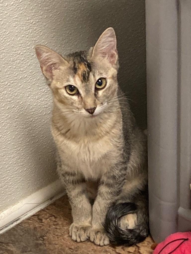 Enlarge Tootsie (gets adopted with Mohawk), a Adoptable Torbie in Westminster, CO image 1/1