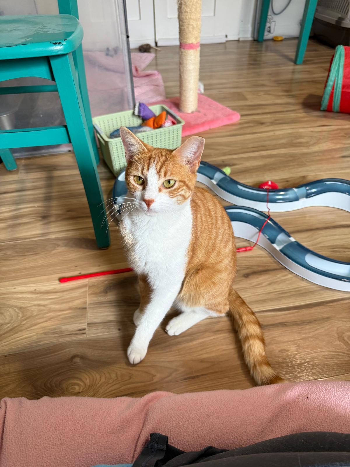 Enlarge Tai (bonded with Airy), a Adoptable Domestic Short Hair in Sandy Springs, GA image 2/6