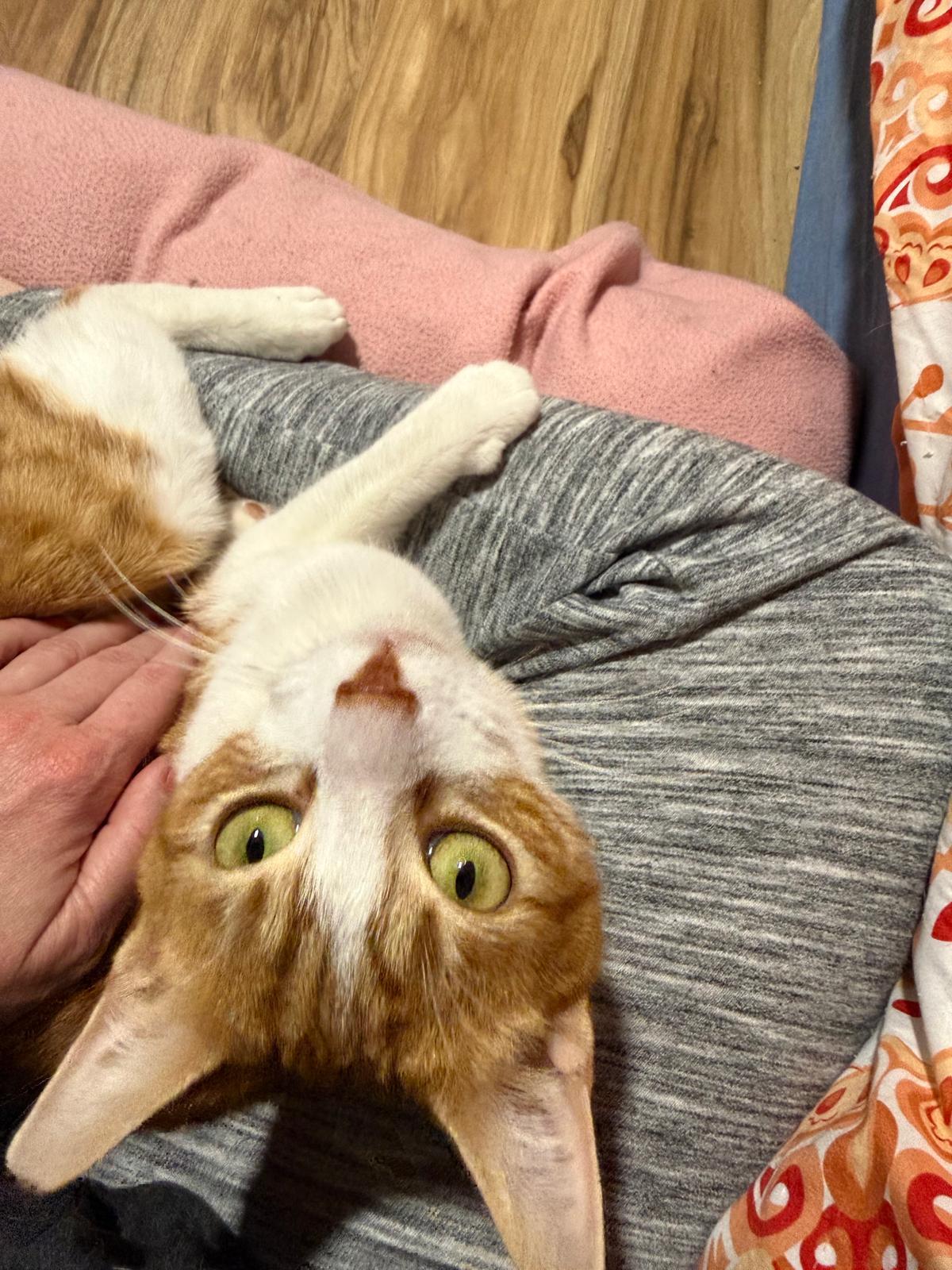 Enlarge Tai (bonded with Airy), a Adoptable Domestic Short Hair in Sandy Springs, GA image 1/6