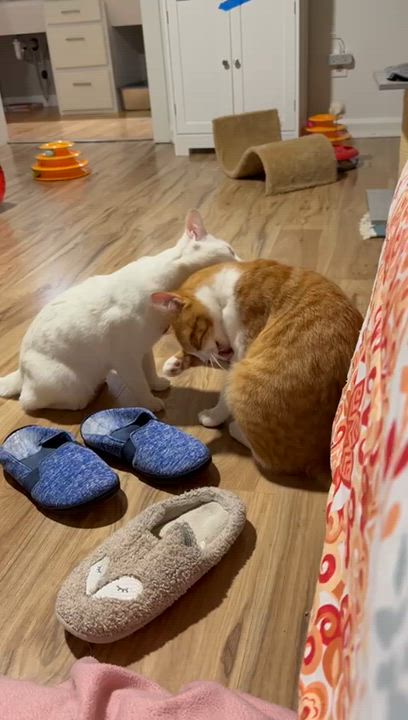 Enlarge Tai (bonded with Airy), a Adoptable Domestic Short Hair in Sandy Springs, GA video 6/6