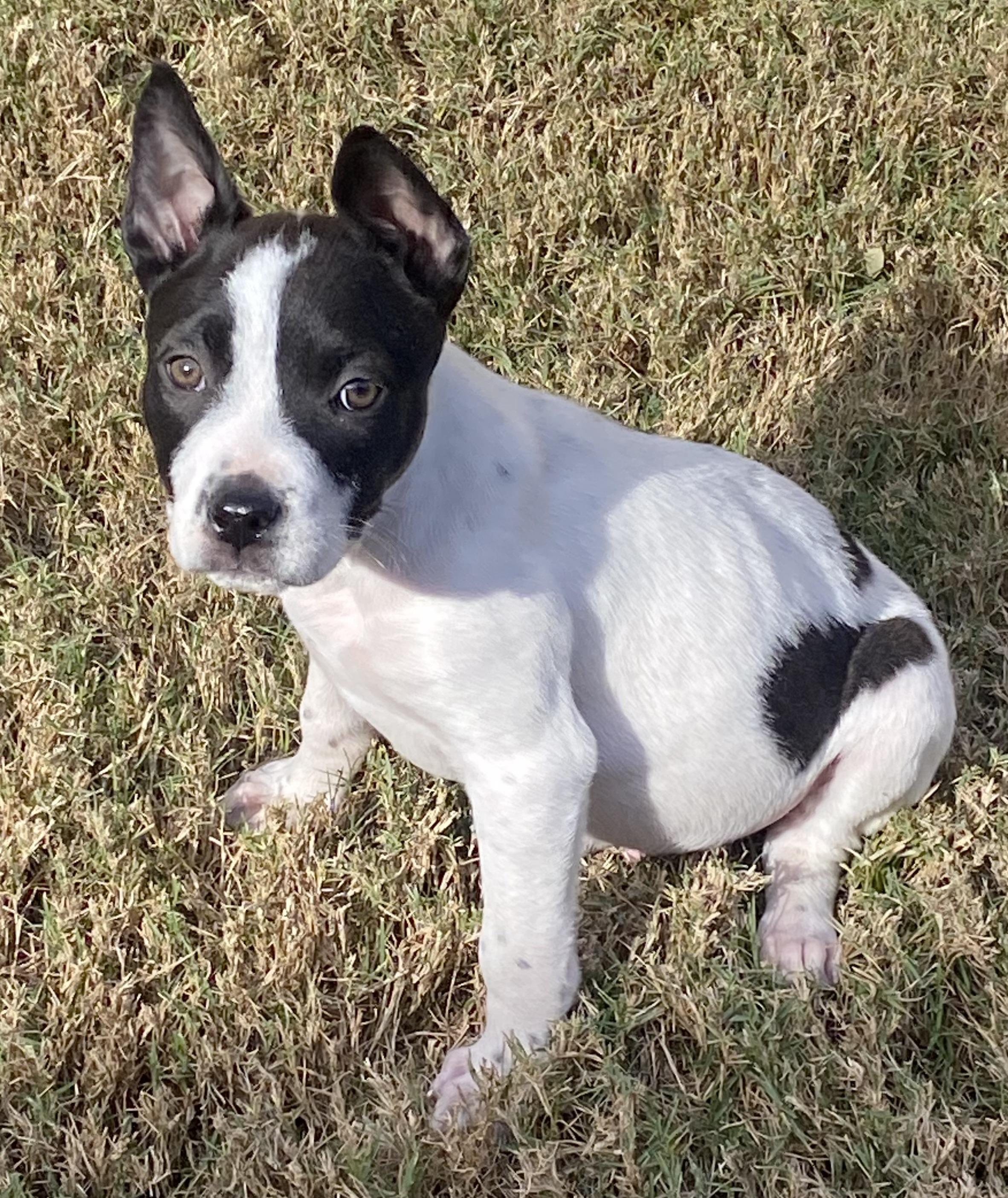 Enlarge Domino, an adopted mixed breed in Dallas, TX image 5/5