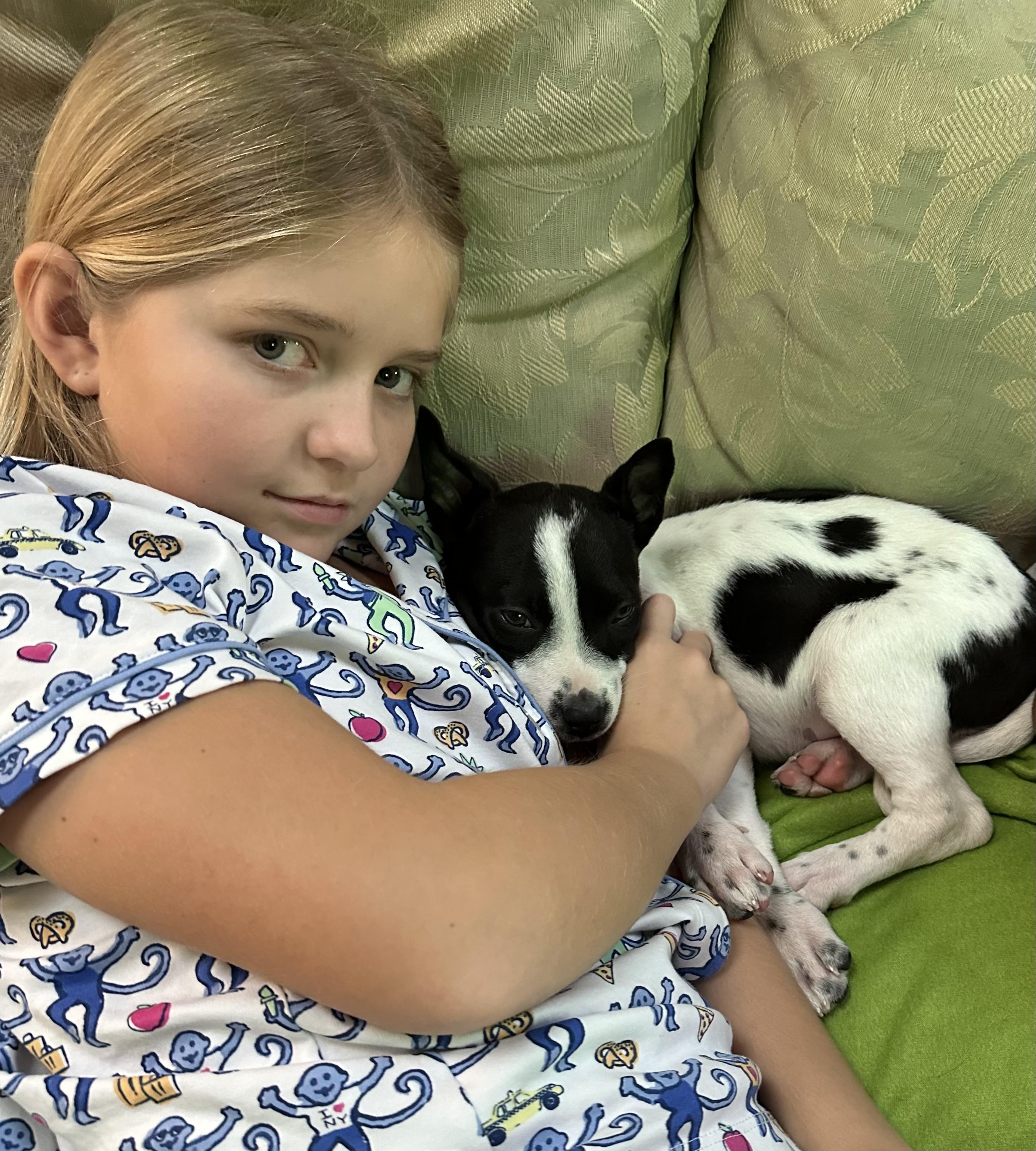 Enlarge Domino, an adopted mixed breed in Dallas, TX image 2/5