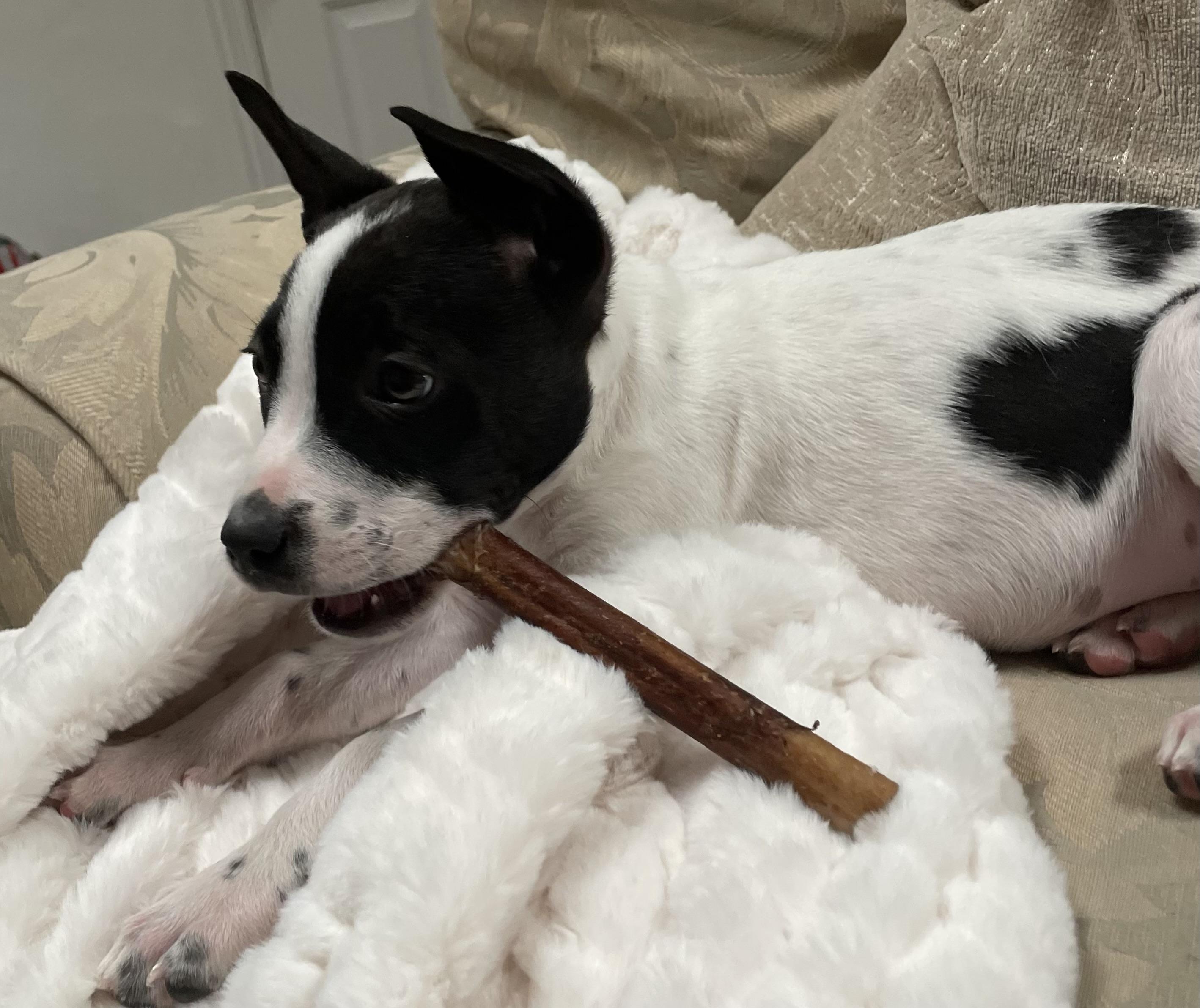 Enlarge Domino, an adopted mixed breed in Dallas, TX image 4/5