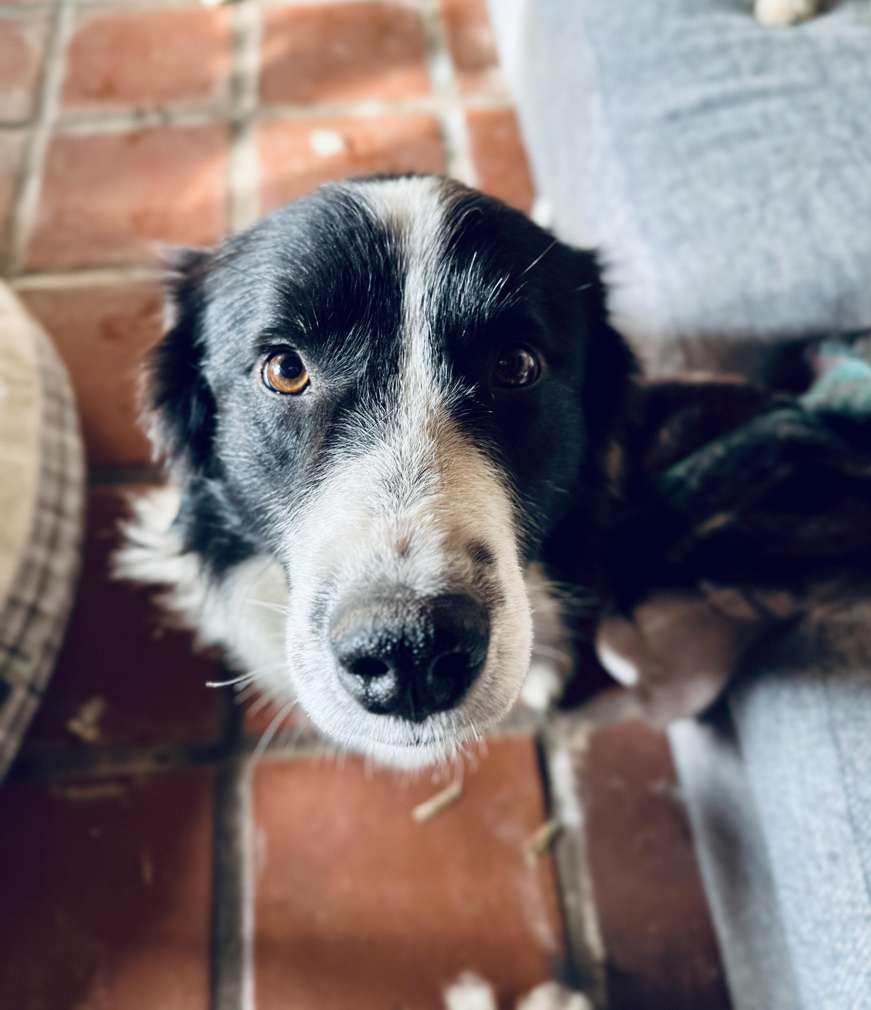 Wyatt, Adoptable, Adult Male Border Collie.