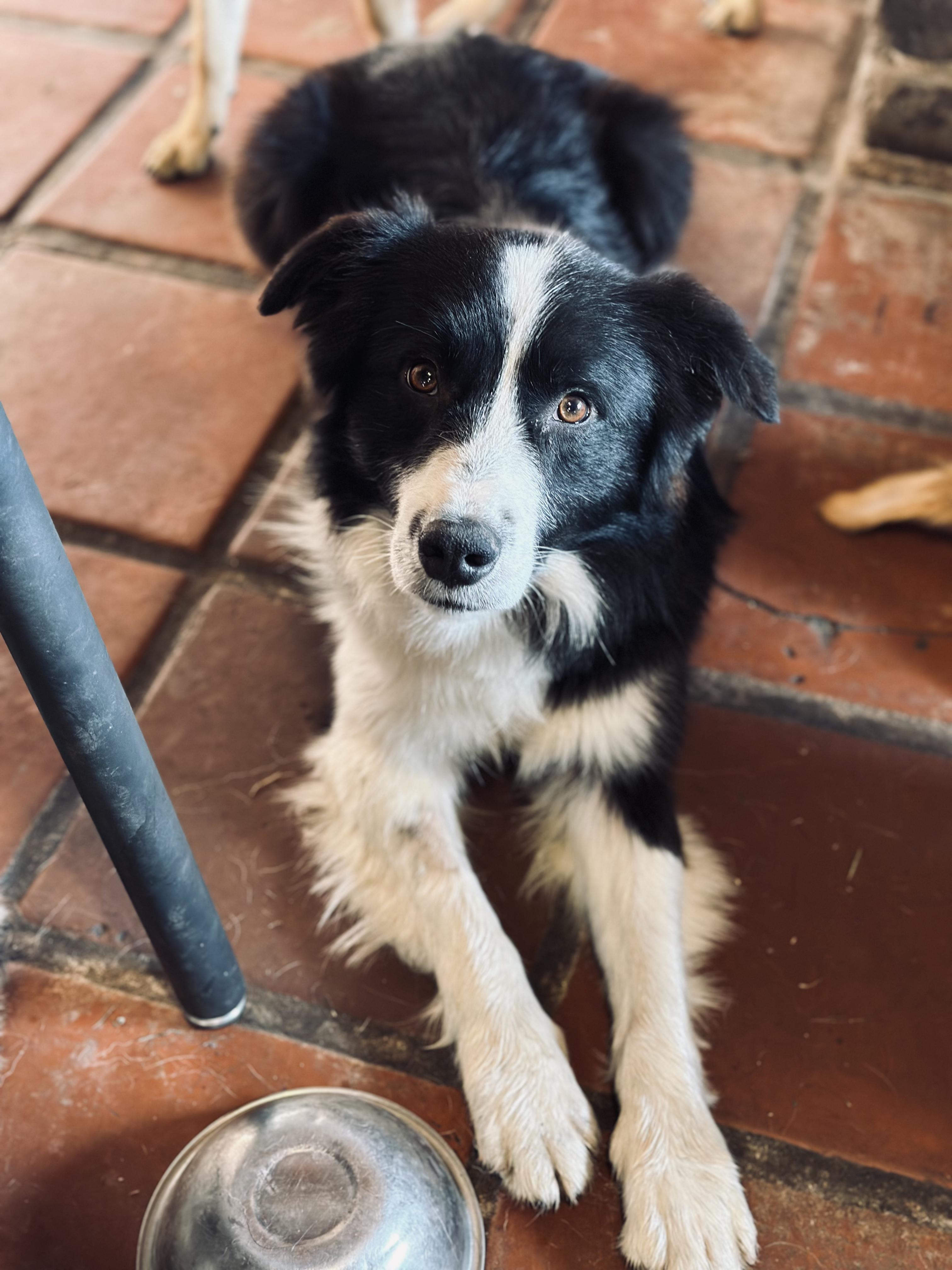 Enlarge Wyatt, a Adoptable mixed breed in Encino, CA image 4/5