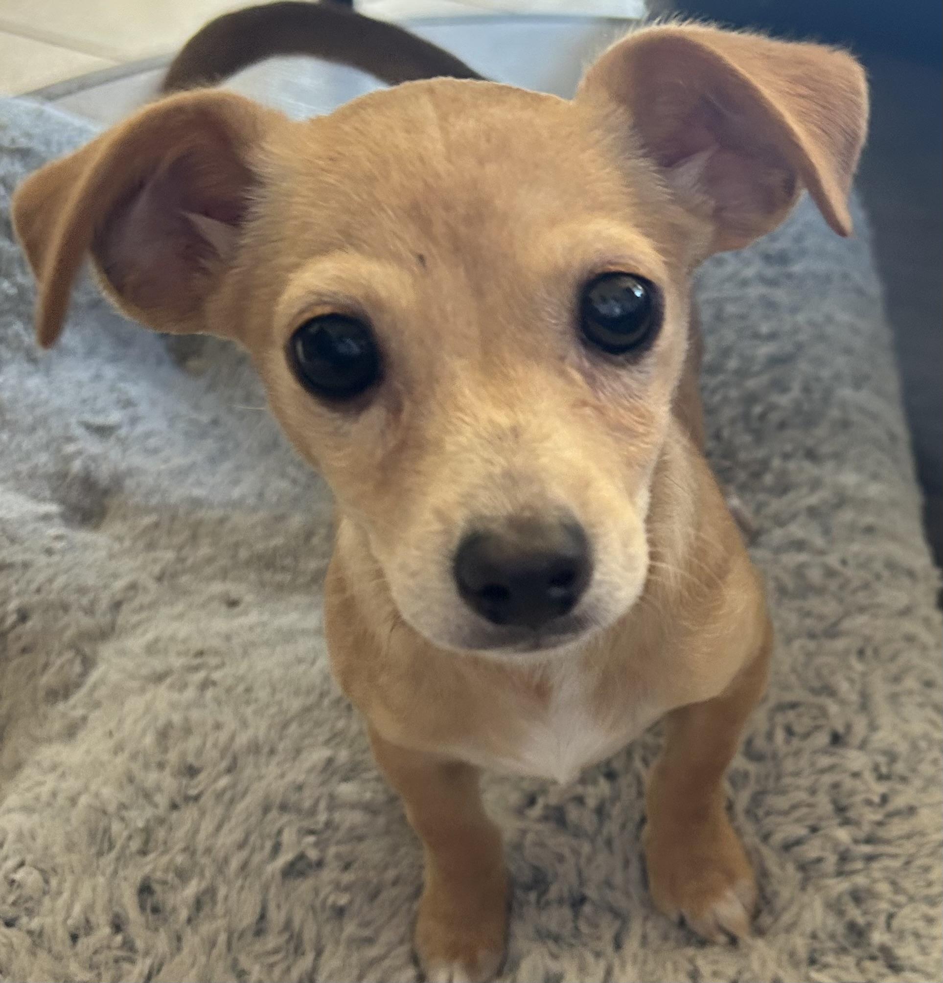 Enlarge Kiko, a ADOPTABLE Chiweenie in San Diego, CA image 1/2
