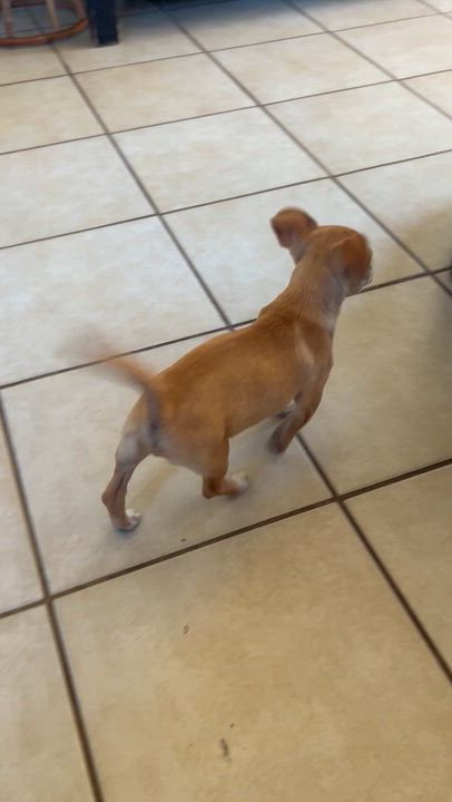 Enlarge Kiko, a ADOPTABLE Chiweenie in San Diego, CA video 2/2