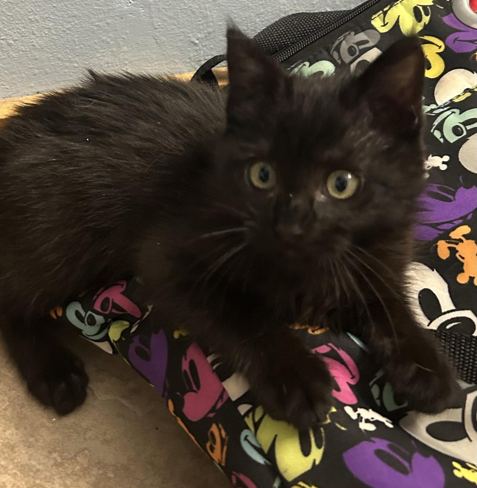 Samone, Adoptable, Young Female Domestic Medium Hair.