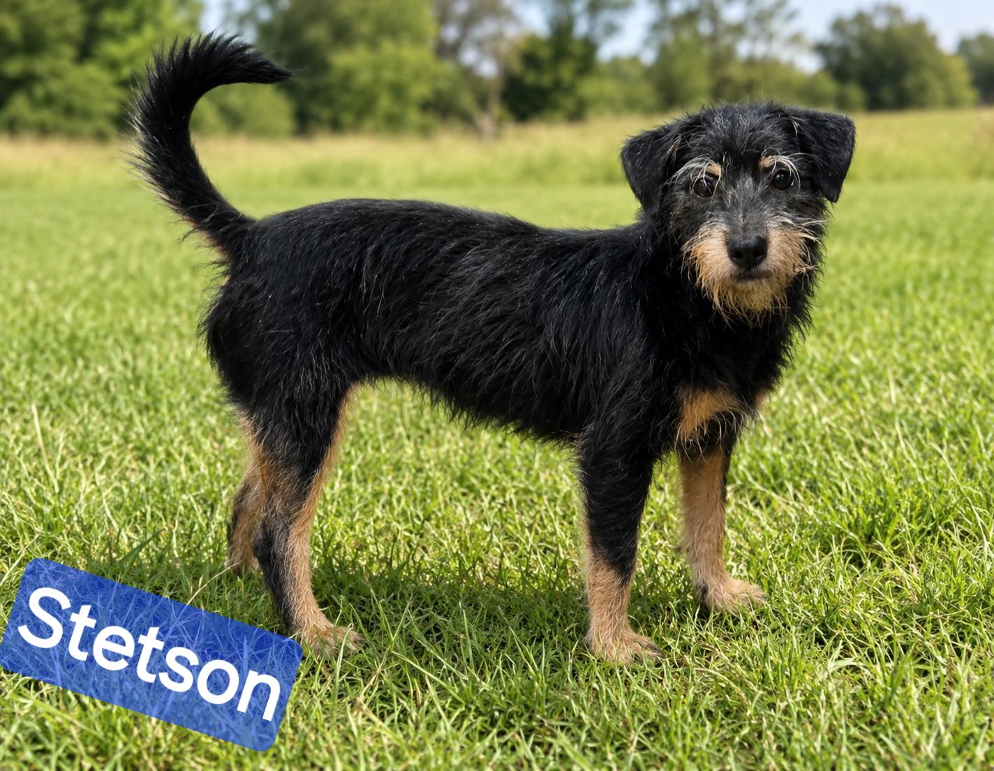 Enlarge Stetson, a Adopted mixed breed in Wheelersburg, OH image 1/3