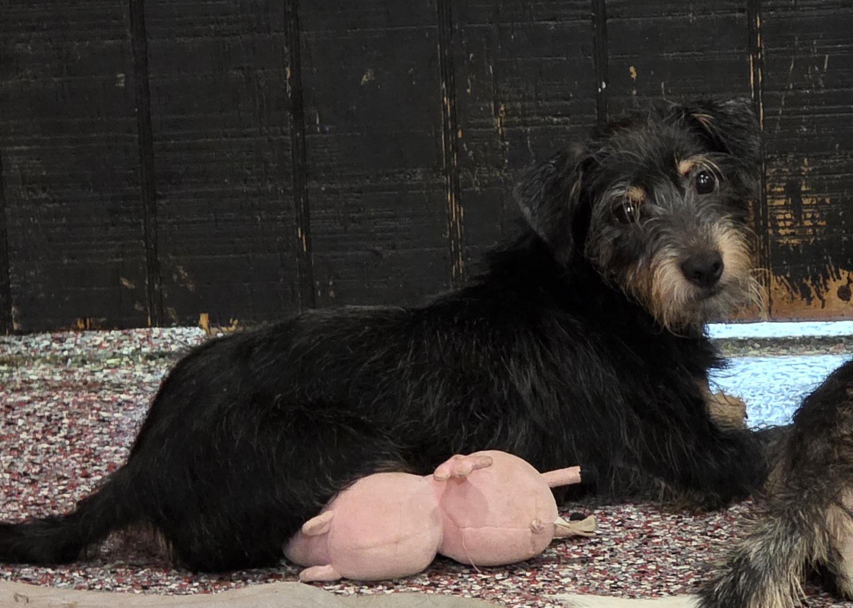 Enlarge Stetson, a Adopted mixed breed in Wheelersburg, OH image 3/3