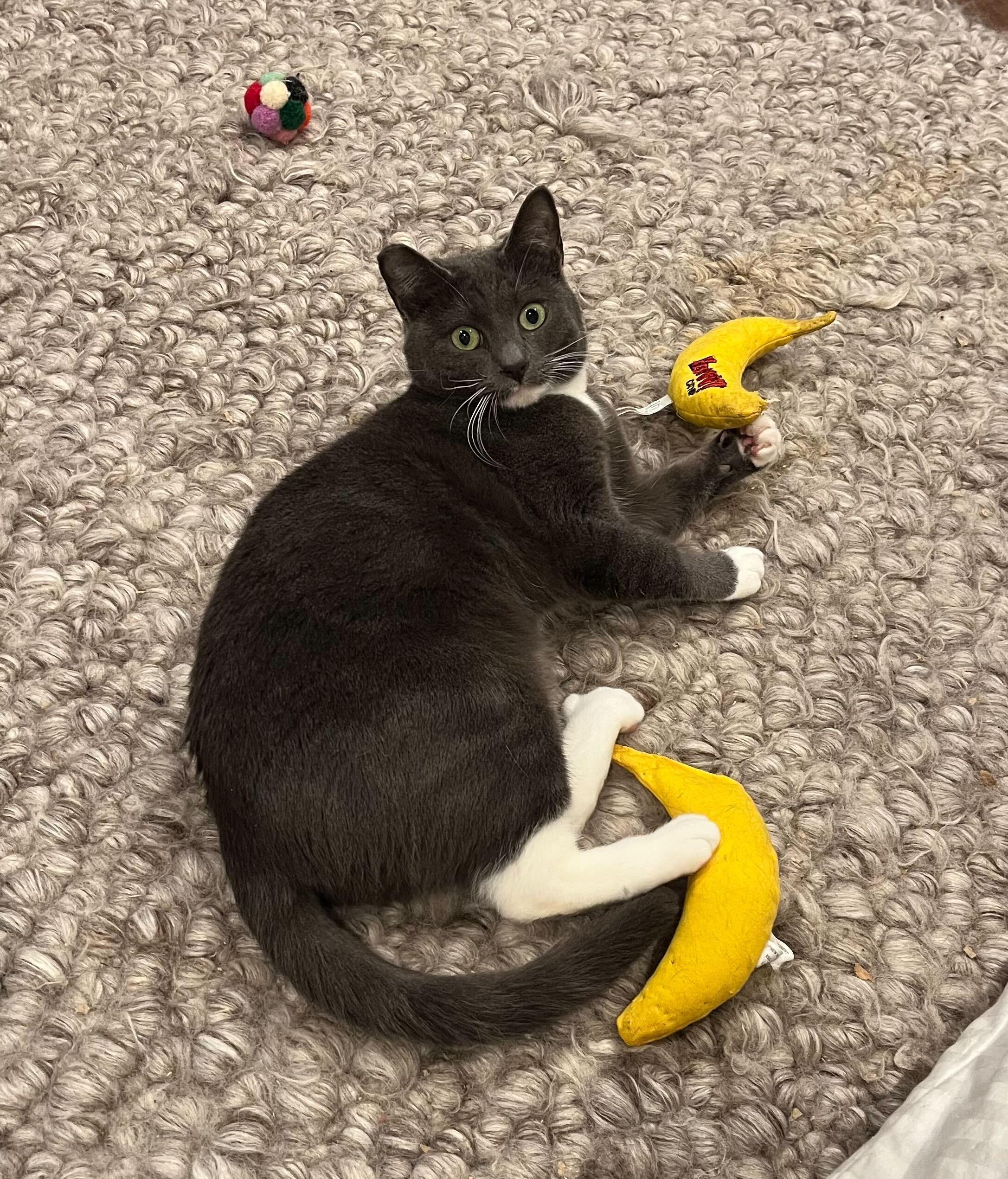 Enlarge Tiramisu and Panna Cotta, an adoptable Domestic Short Hair in Seattle, WA image 6/6