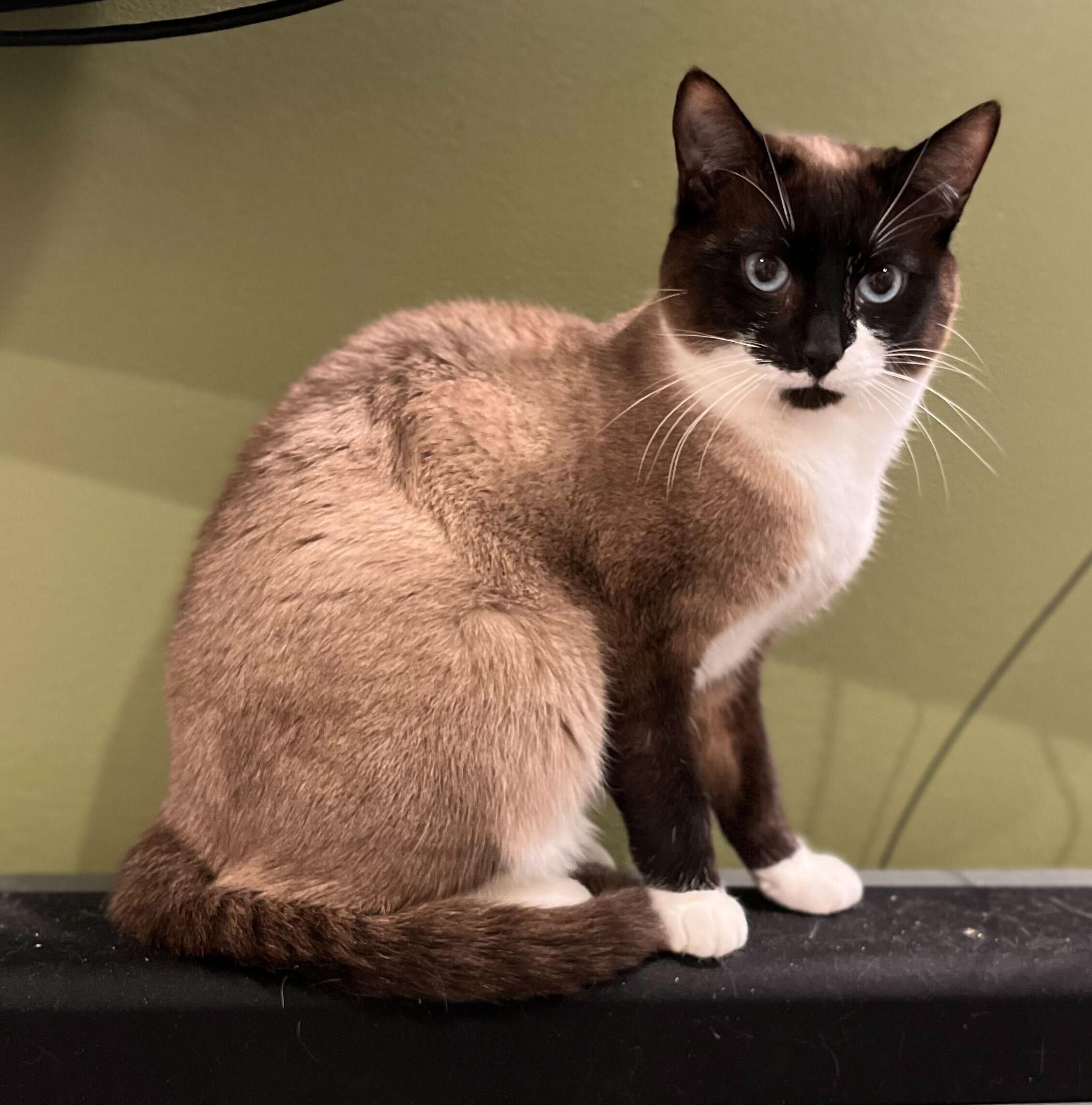 Enlarge Tiramisu and Panna Cotta, an adoptable Domestic Short Hair in Seattle, WA image 2/6