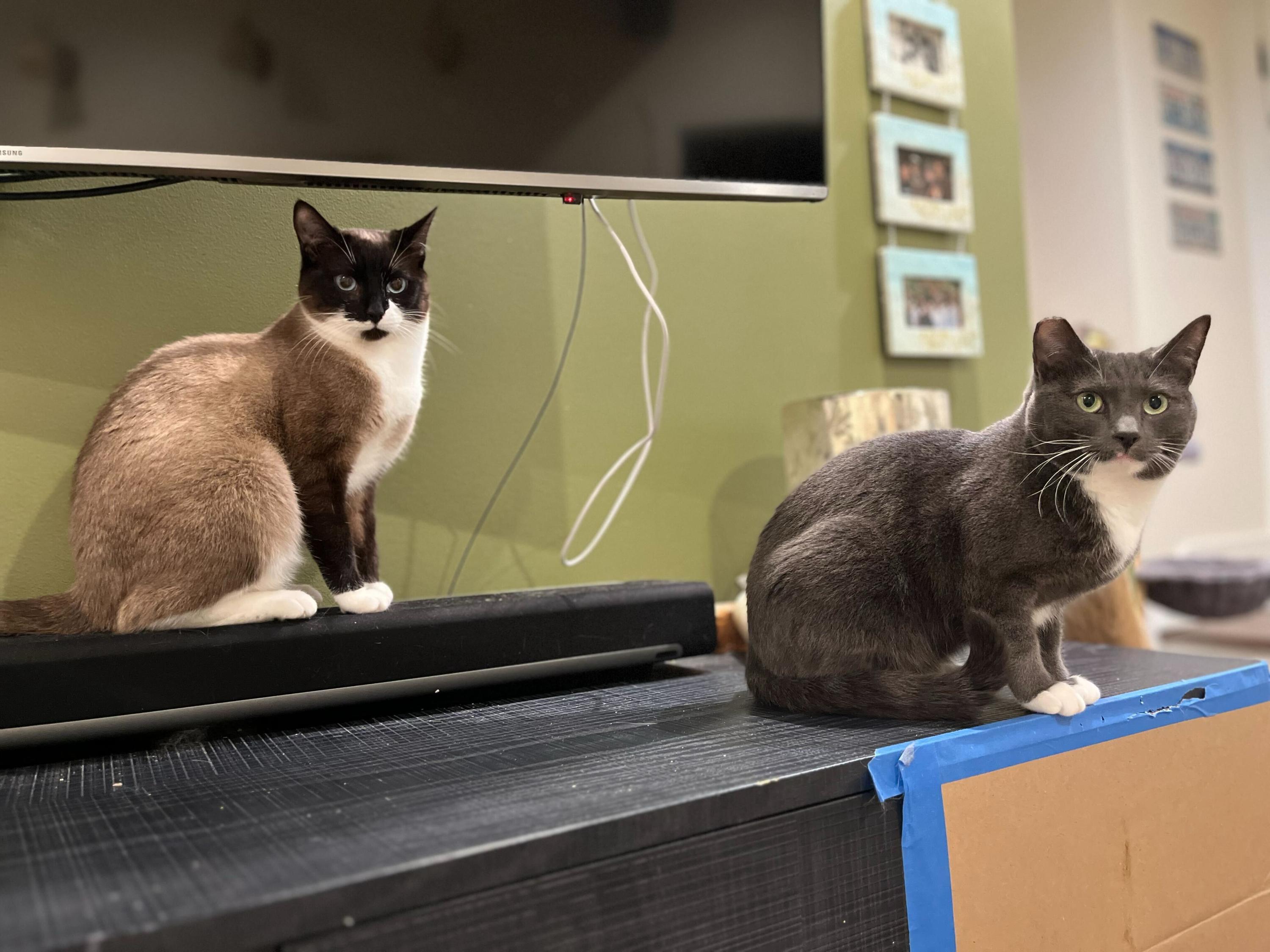 Enlarge Tiramisu and Panna Cotta, an adoptable Domestic Short Hair in Seattle, WA image 5/6