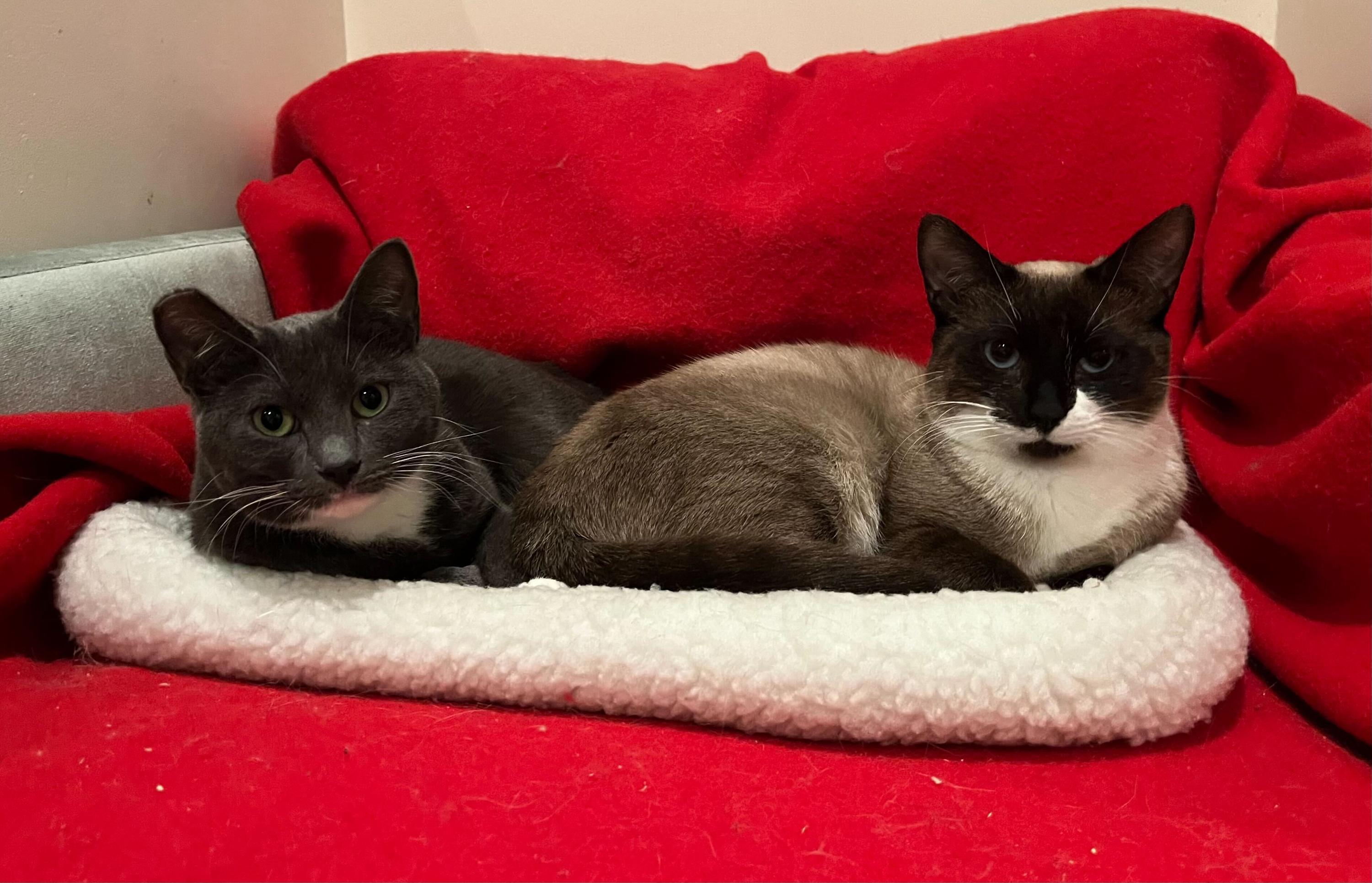 Enlarge Tiramisu and Panna Cotta, an adoptable Domestic Short Hair in Seattle, WA image 1/6