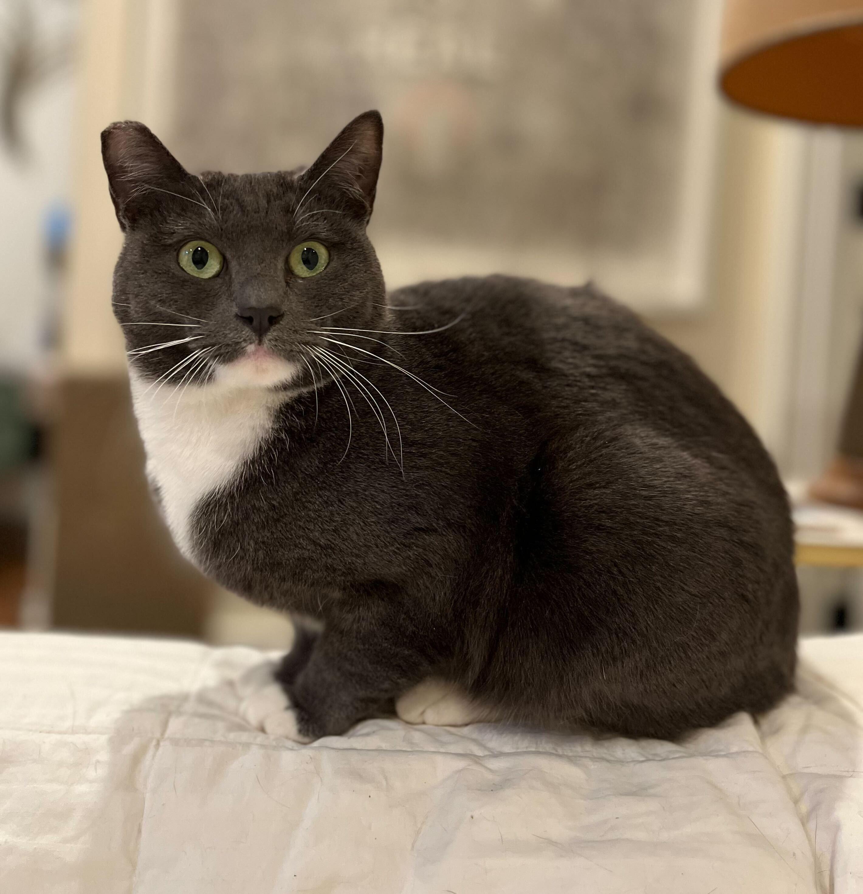 Enlarge Tiramisu and Panna Cotta, an adoptable Domestic Short Hair in Seattle, WA image 3/6
