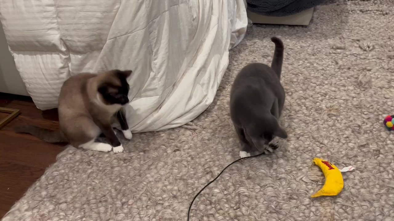 Enlarge Tiramisu and Panna Cotta, an adoptable Domestic Short Hair in Seattle, WA video 4/6