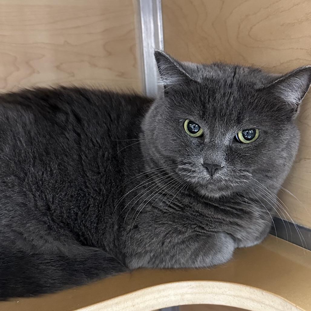 Sami, Adoptable, Senior Female Domestic Short Hair.