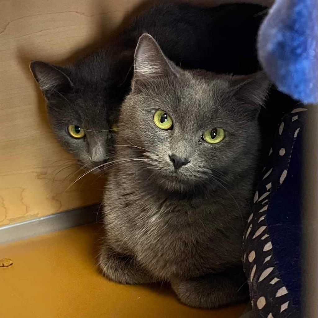 Enlarge Sami, a Adoptable Domestic Short Hair in Brookfield, WI image 2/2