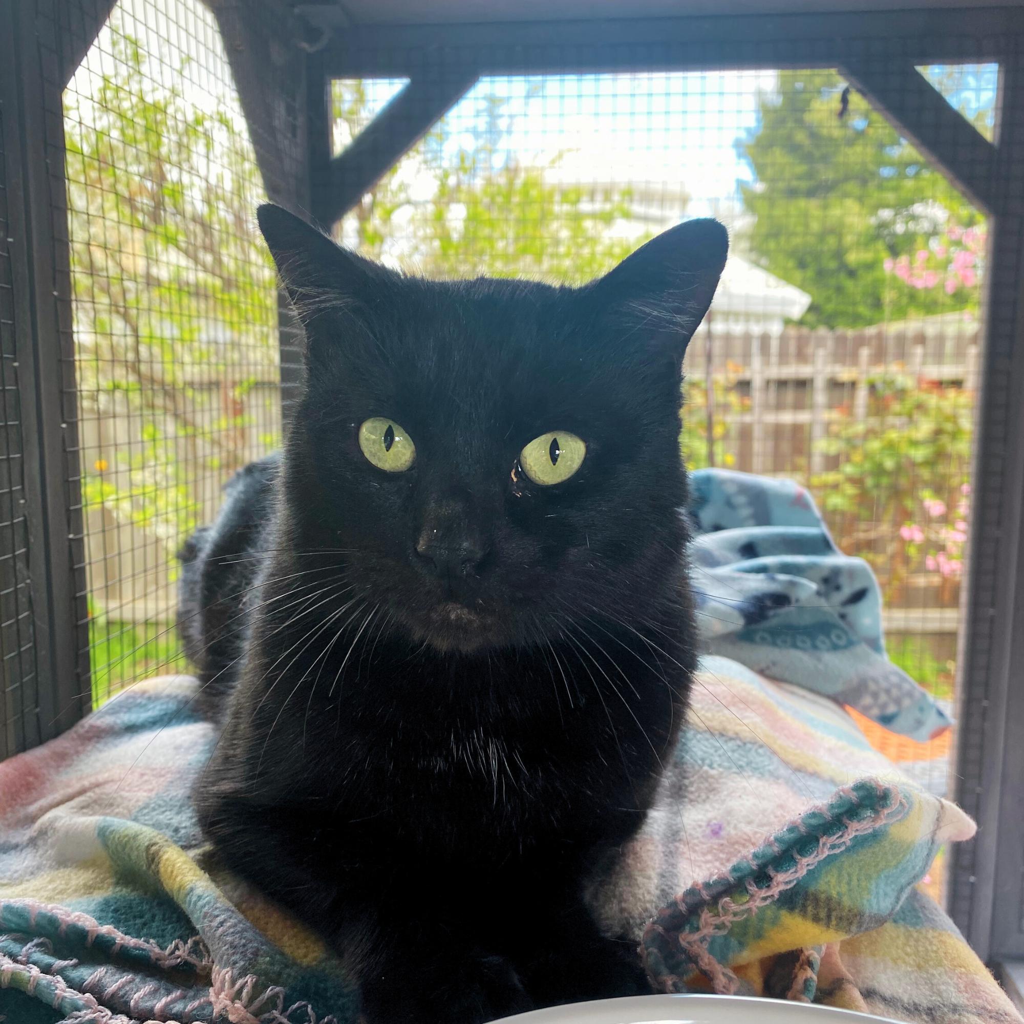 Enlarge Clover, a ADOPTABLE Domestic Short Hair in Elk Grove, CA image 1/2