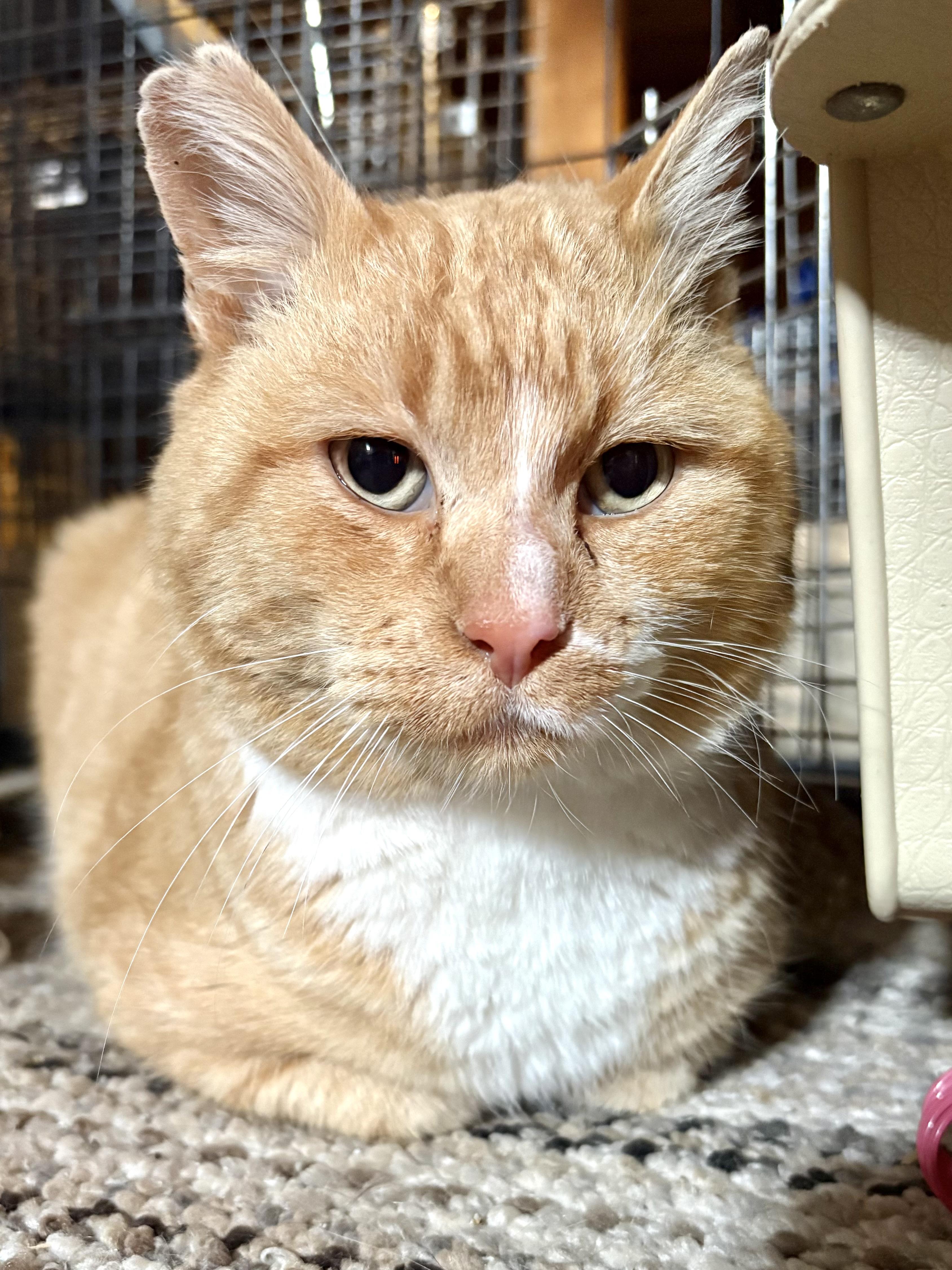 Morris, adopted, Adult Male Domestic Short Hair.